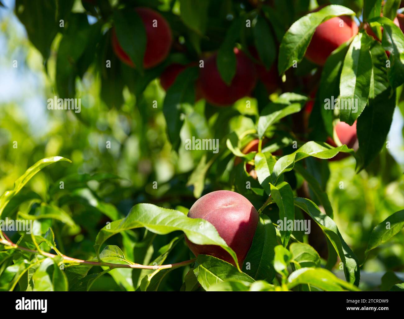 Pfirsiche auf Bäumen Stockfoto