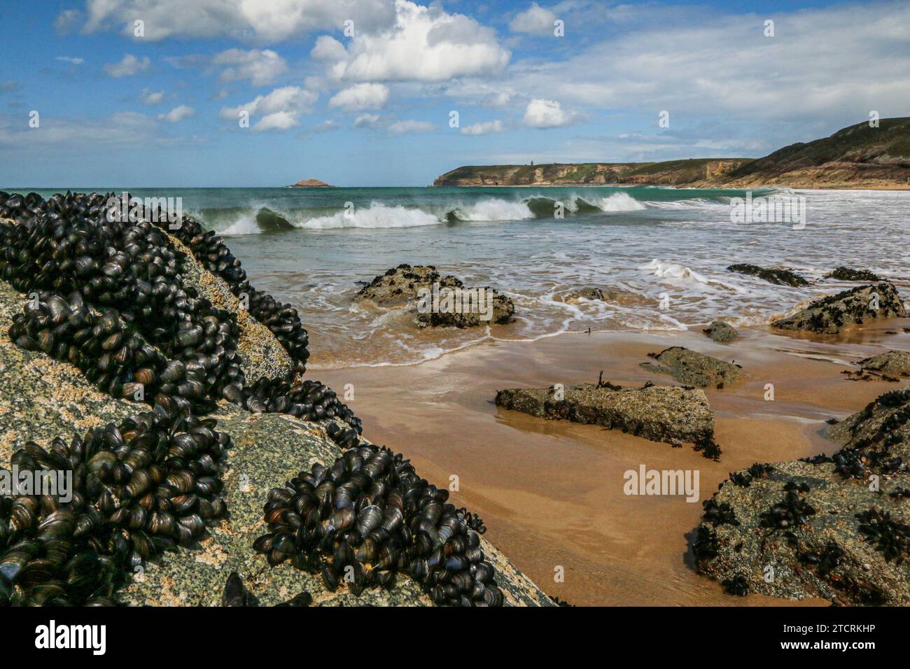 Wilde Muscheln auf den Felsen und Wellen an einem Strand in der Nähe von Cap Fréhel, Côtes-d'Armor, Bretagne, Frankreich Stockfoto