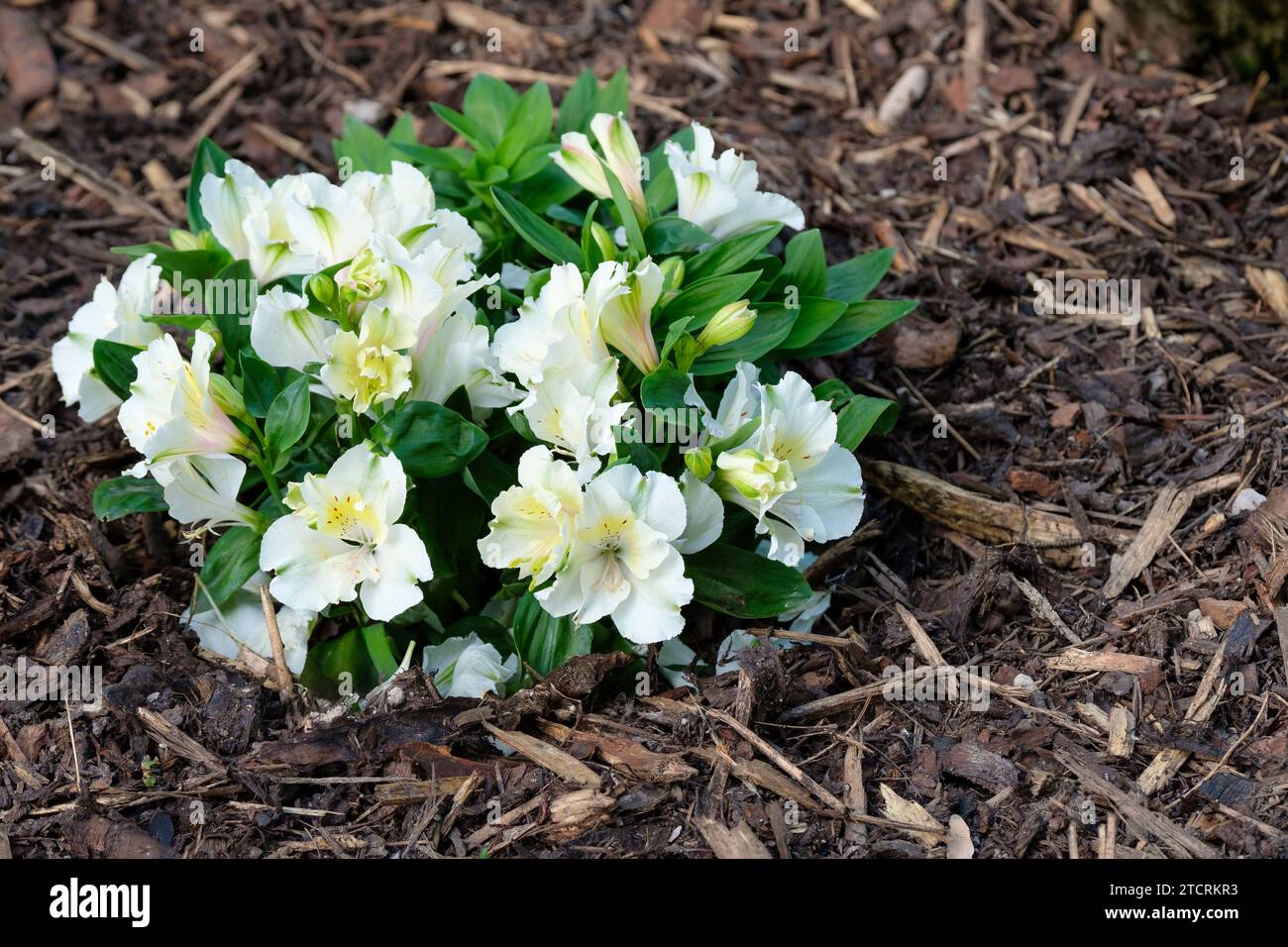 Alstroemeria Zapriclair, peruanische Lilie Prinzessin Claire, weiße trichterförmige Blüten, blassgelbe Innenblätter, dunkle Flecken, Stockfoto