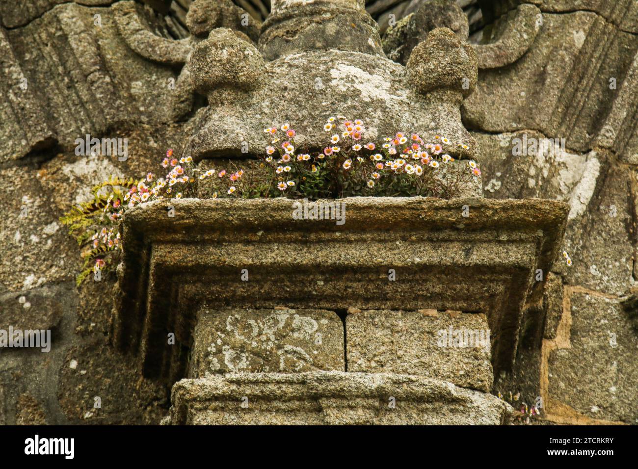 Daisy blüht auf der Kirche Saint-Thégonnec in der Bretagne, Frankreich Stockfoto