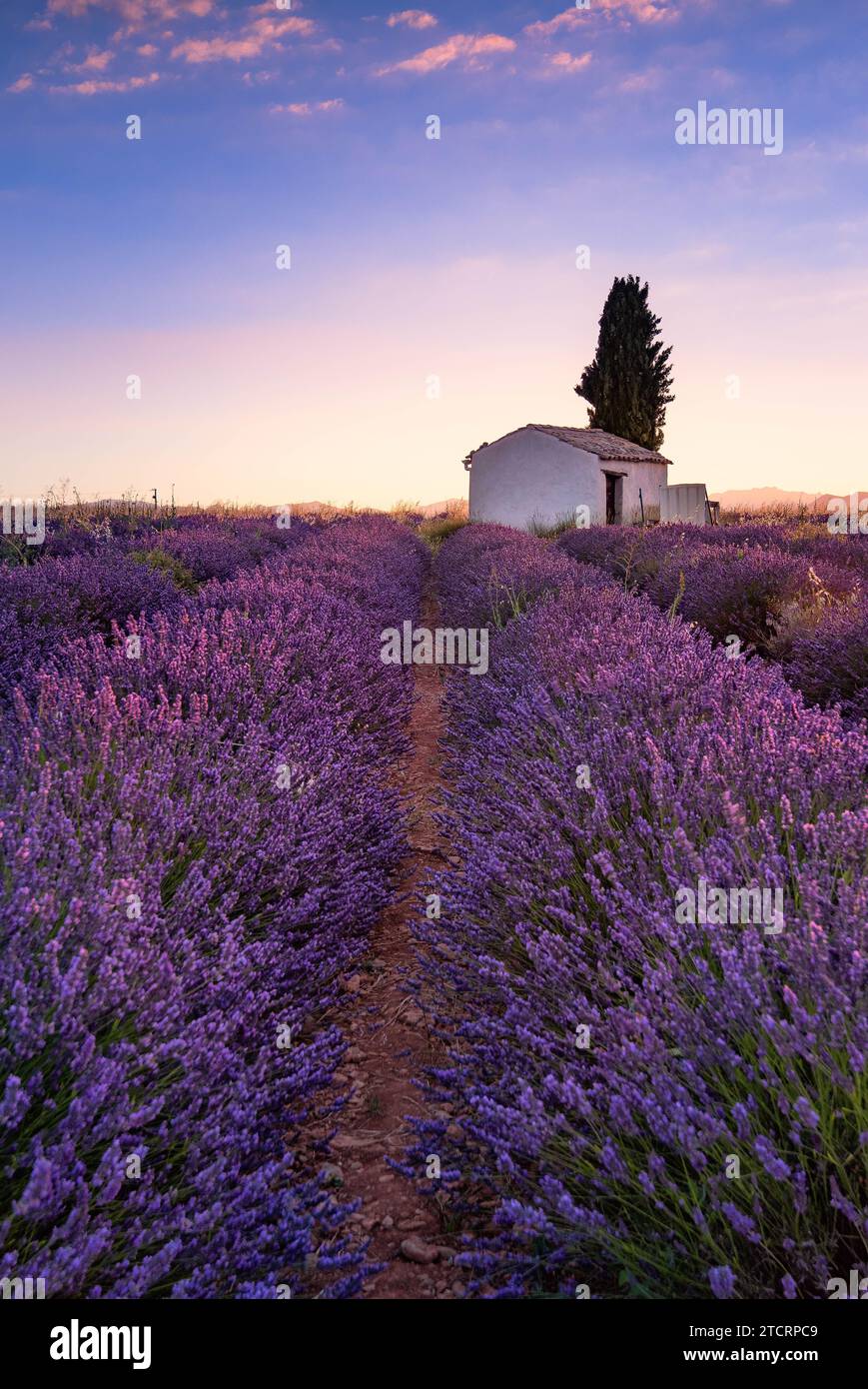 Lavendelfelder im Plateau de Valensole mit einem Steinhaus im Sommer. Alpes de Haute Provence, Region PACA, Frankreich. Hochwertige Fotos Stockfoto