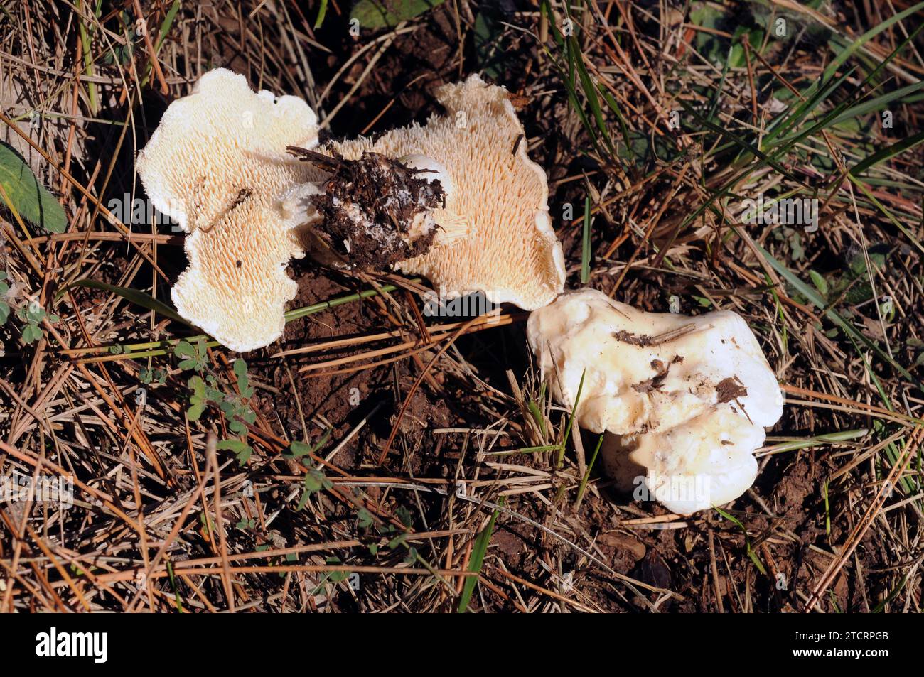 Süßzahn- oder Igelpilz (Hydnum repandum) ist ein essbarer Pilz, der auf Nadelbäumen und Laubwäldern wächst. Dieses Foto wurde in der Nähe von Moia aufgenommen, Stockfoto