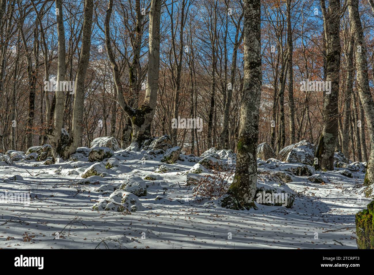 Große Felsbrocken bedeckt mit Schnee in einem Buchenwald, der von ihren Blättern befreit wurde. Abruzzen, Italien, Europa Stockfoto