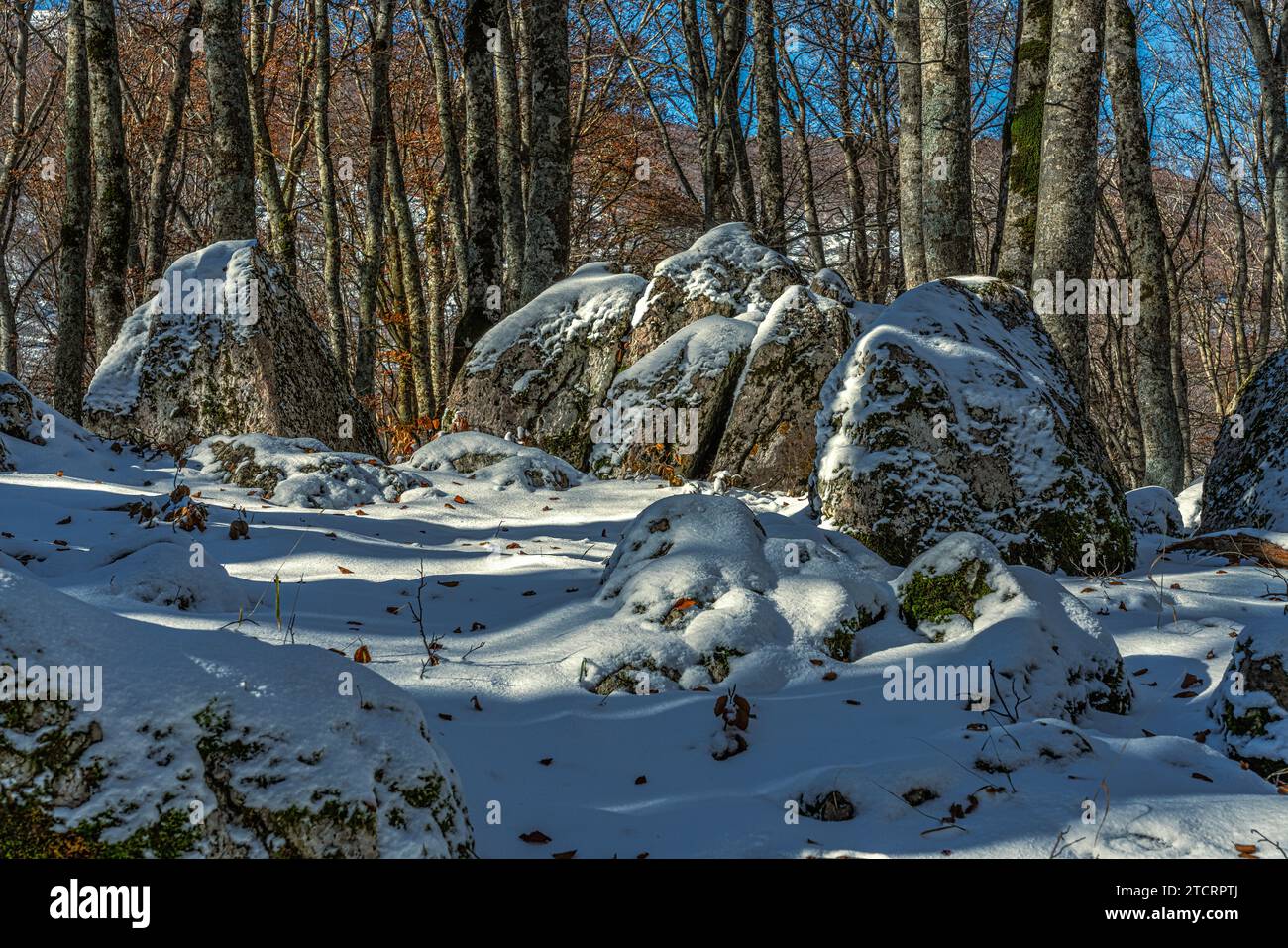 Große Felsbrocken bedeckt mit Schnee in einem Buchenwald, der von ihren Blättern befreit wurde. Abruzzen, Italien, Europa Stockfoto