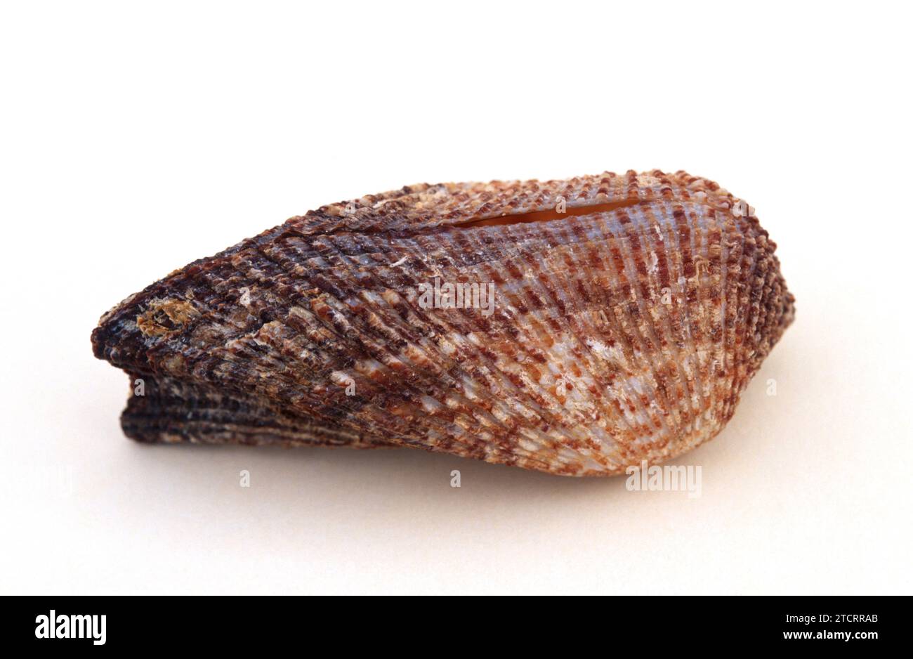 Die Arche Noah (Arca noae) ist eine Meeresmuschel aus dem Mittelmeer. Stockfoto