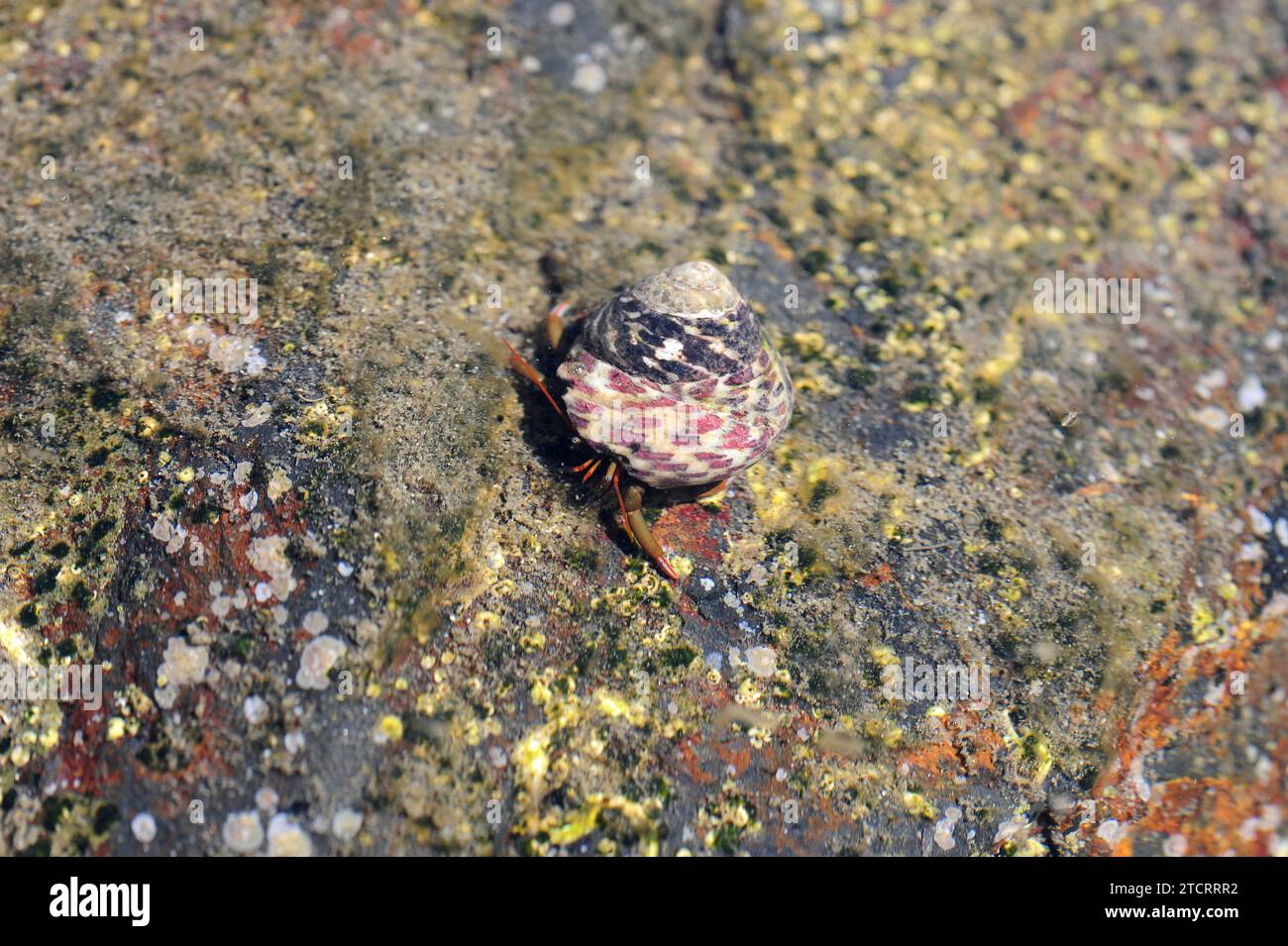 Turbinat Monodont (Phorcus turbinatus oder Monodonta turbinata) ist eine Meeresschnecke. Shell besetzt von einer Einsiedlerkrebse. Dieses Foto wurde aufgenommen Stockfoto