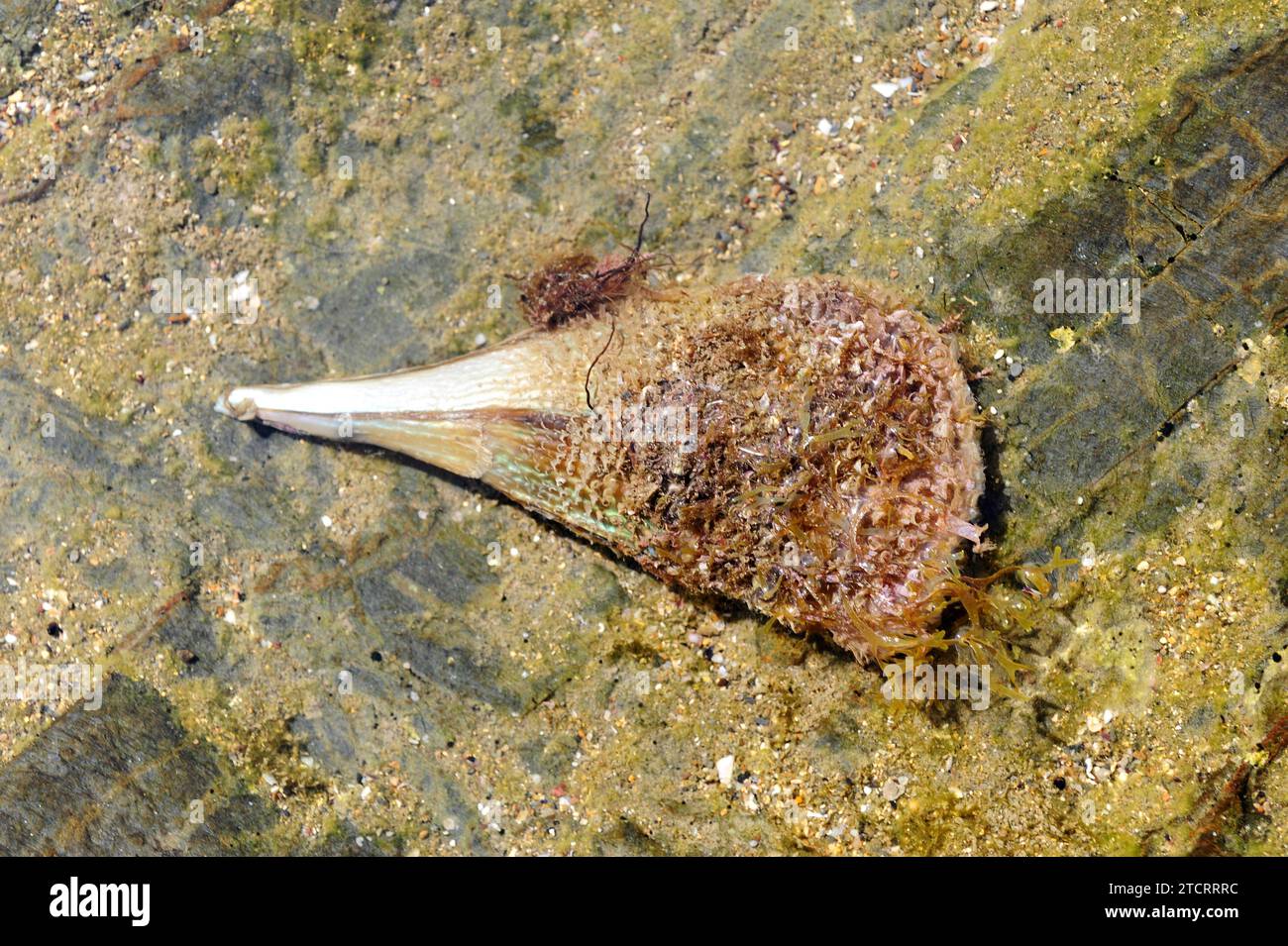 Fächermuschel (Pinna nobilis) ist eine im Mittelmeer endemische Muschel. Dieses Foto wurde in Cap Ras, Provinz Girona, CA Stockfoto