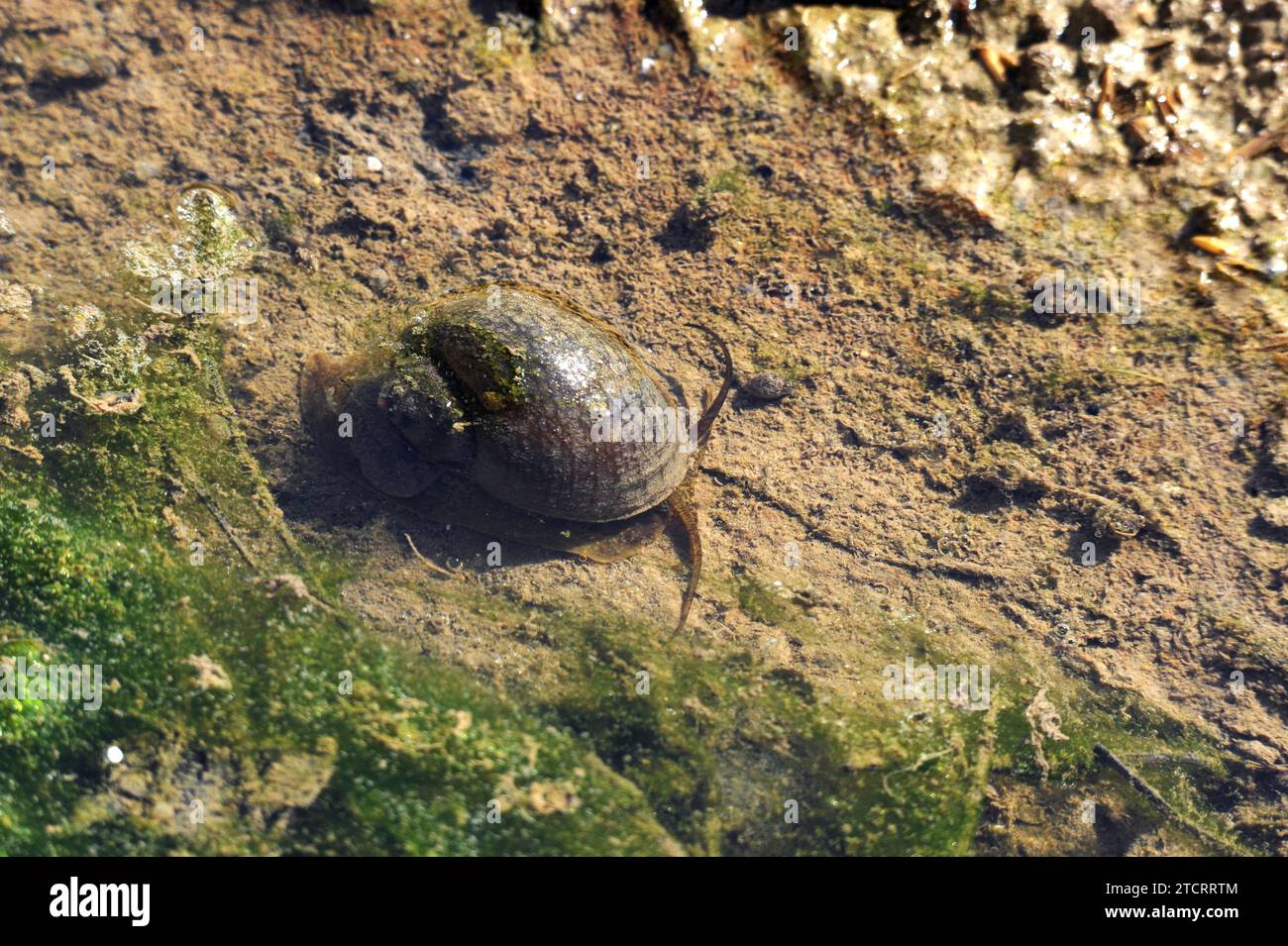 Die Apfelschnecke (Pomacea maculata oder Pomacea insularum) ist eine invasive Süßwasserschnecke aus Südamerika. Dieses Foto wurde in einem Reisfeld von D aufgenommen Stockfoto