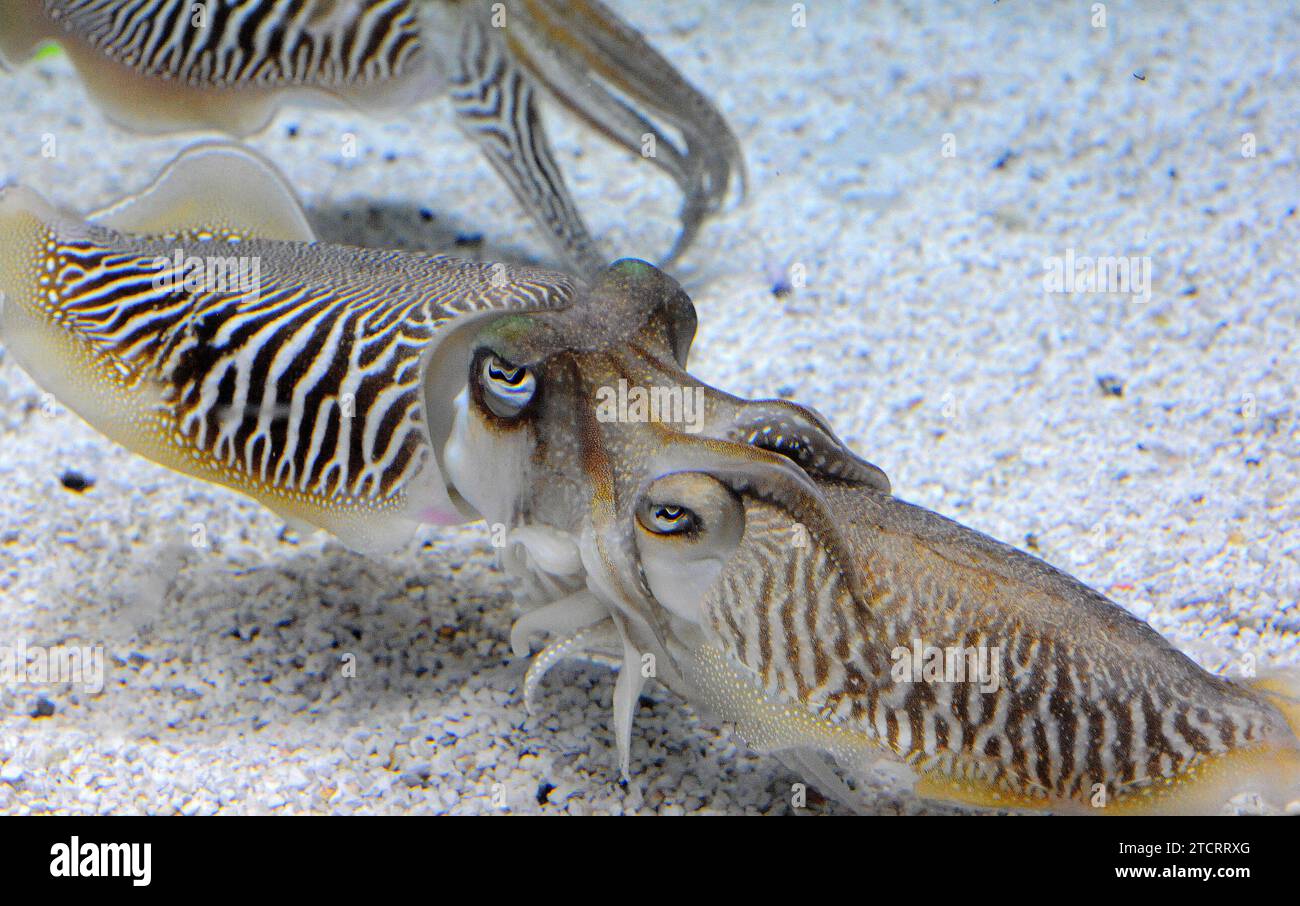 Gemeiner Tintenfisch (Sepia officinalis) im Balz. Fotoaufnahme in Gefangenschaft. Stockfoto