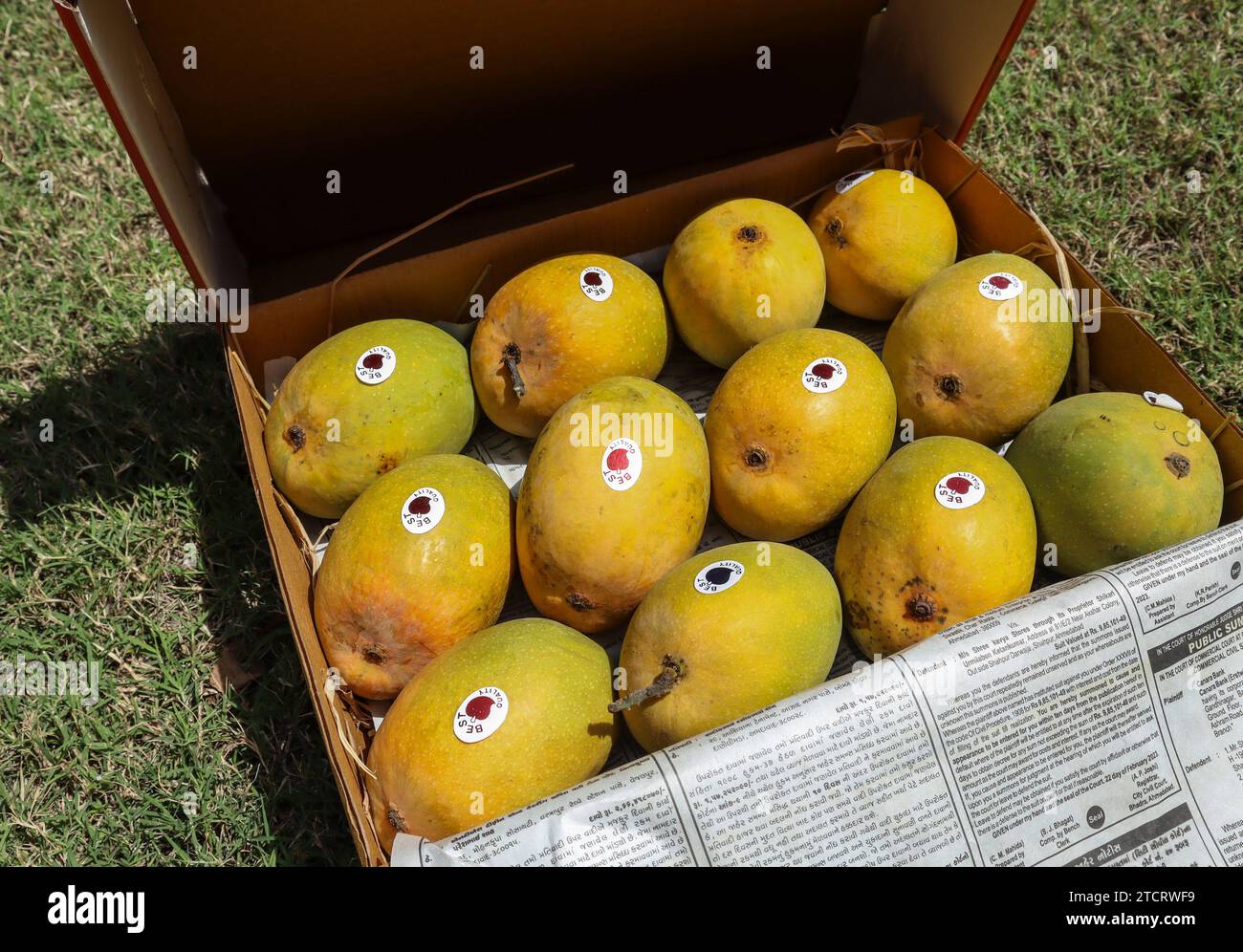 Alphanso Ratnagiri Mangos in einer Schachtel zum Verkaufen und Kaufen, Mangos Hintergrund Stockfoto