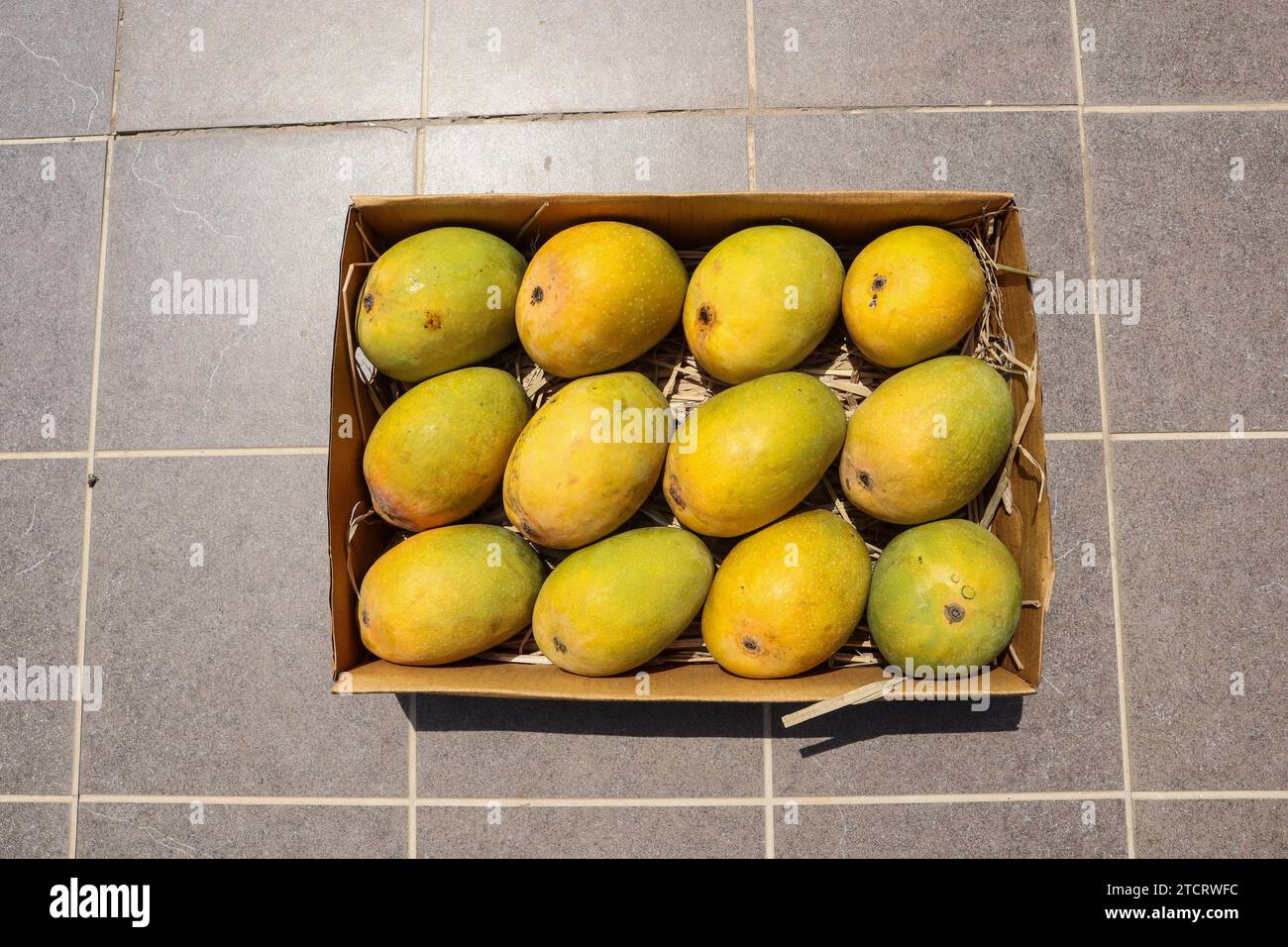 Alphanso Ratnagiri Mangos in einer Schachtel zum Verkaufen und Kaufen, Mangos Hintergrund Stockfoto