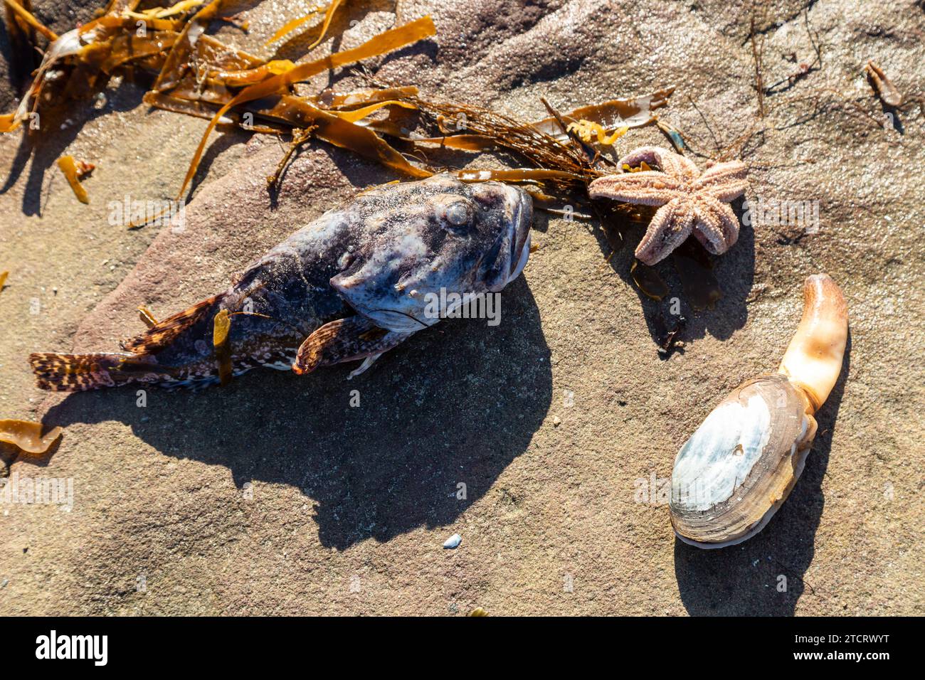 Ein toter Fisch und Seesterne haben den Sturm babet gespült Stockfoto