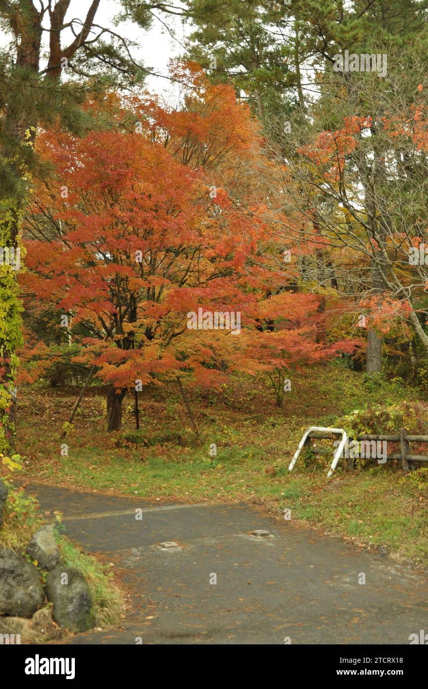 Farbenfrohe Bäume im Herbst in Fujikawaguchiko, Japan Stockfoto