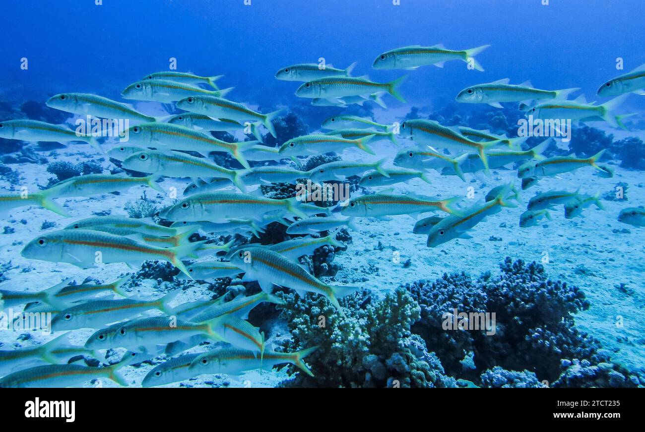 Schwarm gelbe Schnapperfische, Unterwasser-Foto, Tauchplatz die Inseln, Dahab, Golf von Akaba, rotes Meer, Sinai, Ägypten *** Schwarm von gelben Schnappfischen, Unterwasserfoto, Tauchplatz die Inseln, Dahab, Golf von Aqaba, Rotes Meer, Sinai, Ägypten Stockfoto