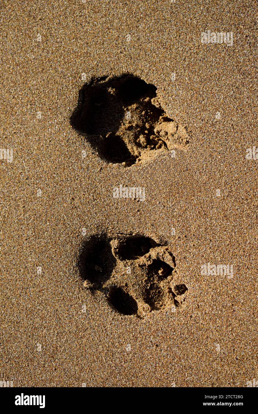 Vertikale Nahaufnahme von oben auf zwei Hundepfoten, Fußabdrücke auf goldenem Sandstrand bei natürlichem Sonnenlicht, Peloponnes Halbinsel, Griechenland, Europa Stockfoto