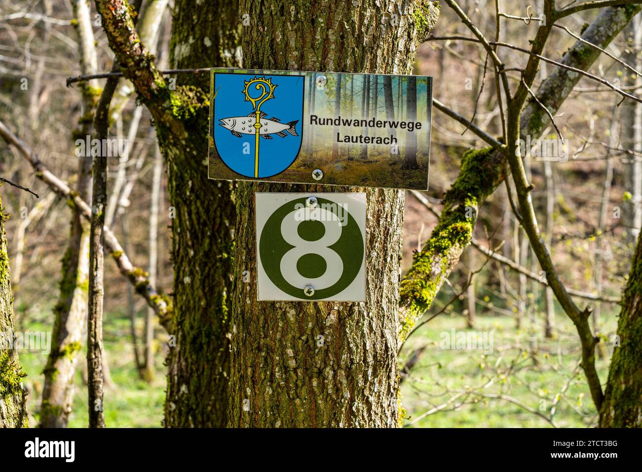 Schilder Rundwanderwege Lauterach und 8 an einem Baum, Wandergebiet bei Lauterach, Munderkingen, Schwäbische Alb, Baden-Württemberg, Deutschland. Stockfoto