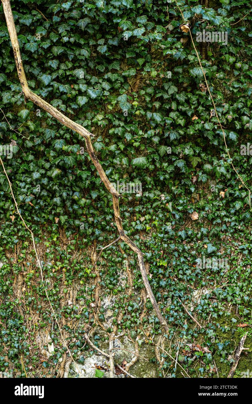 Ivy klettert wild auf einen Baum, natürlicher Hintergrund. Stockfoto