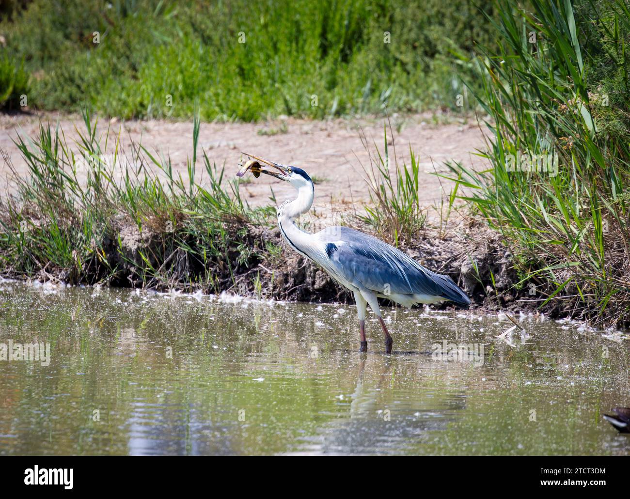 Grauer Reiher mit Fisch in Bill, Camargue, Frankreich Stockfoto
