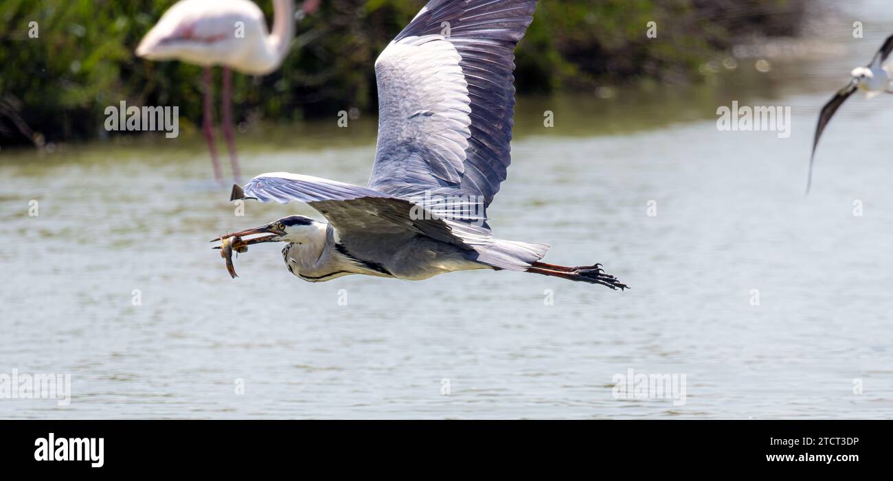 Grauer Reiher mit Fisch in Bill, Camargue, Frankreich Stockfoto
