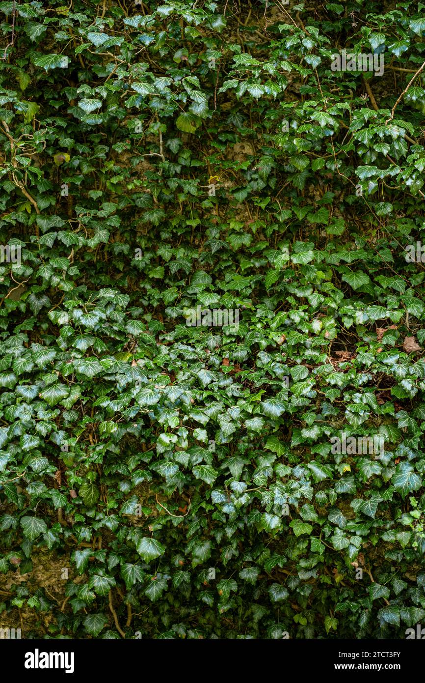 Ivy klettert wild auf einen Baum, natürlicher Hintergrund. Stockfoto
