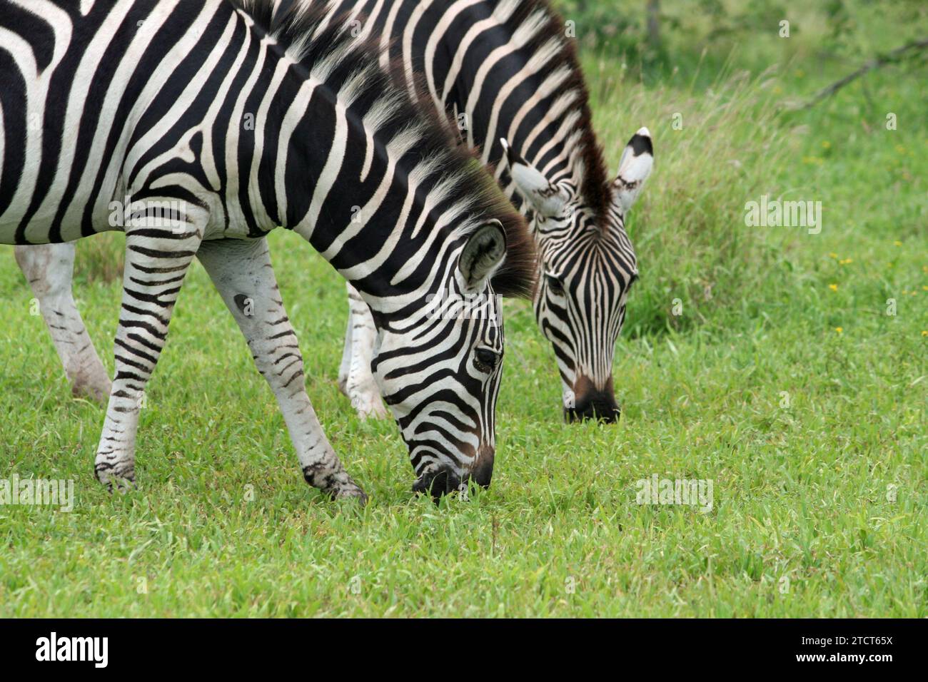 Zwei Zebra Grazinig im kruger-Nationalpark in Südafrika, die wunderbare afrikanische Tierwelt zeigen Stockfoto