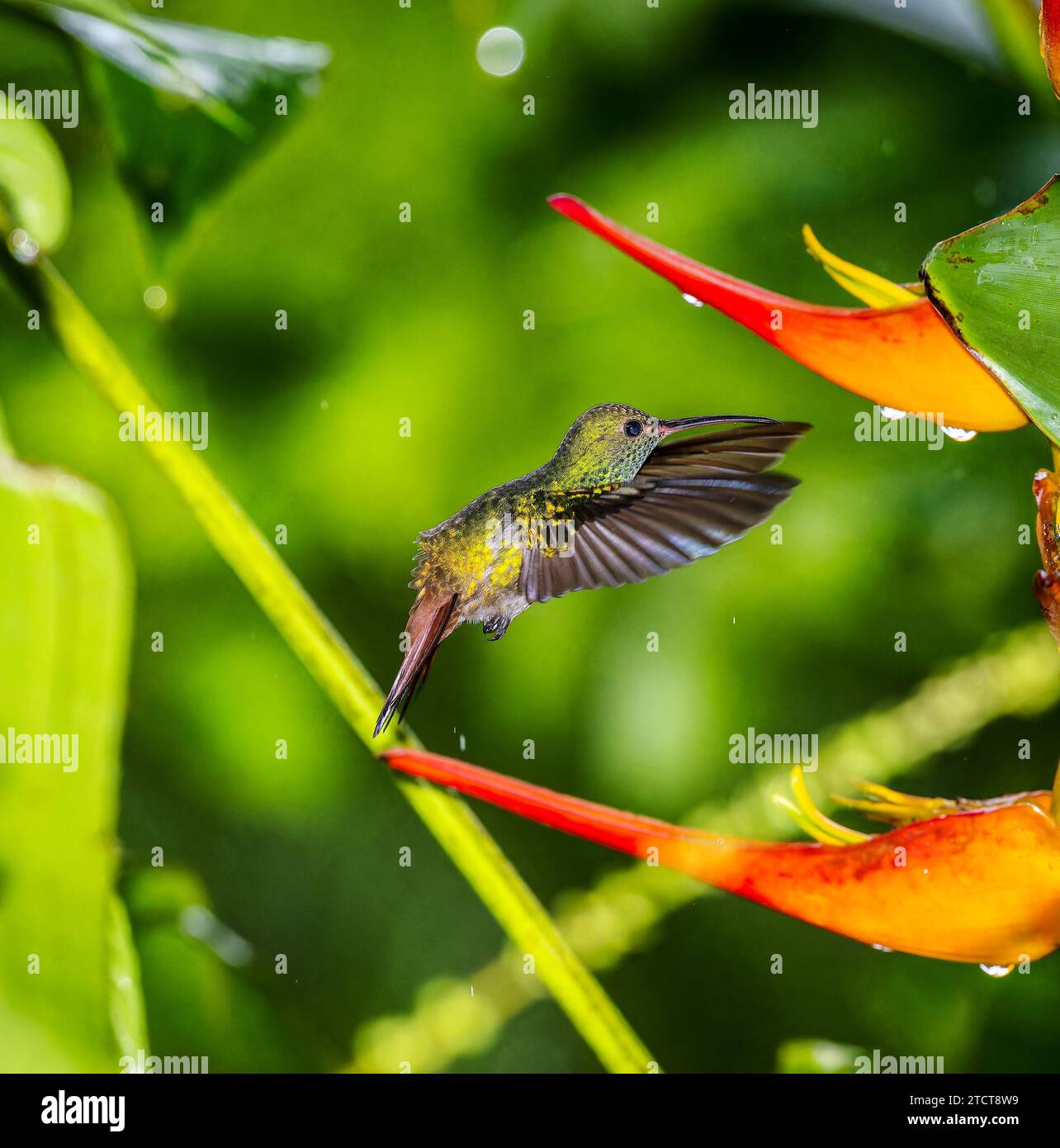 Rufus-Schwanzvögel füttern, Jace, Costa Rica Stockfoto