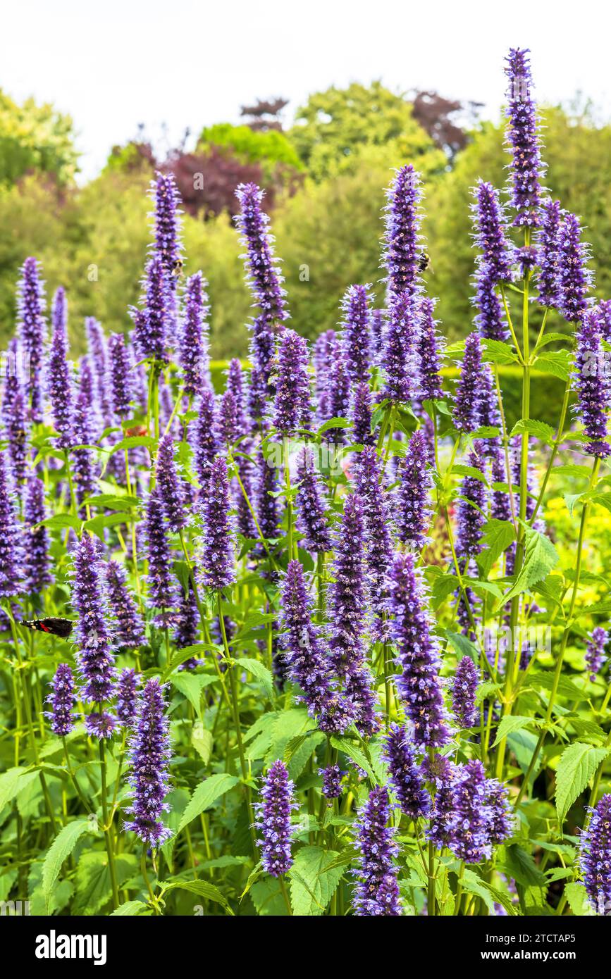 Agastache „Blue Fortune“ mexikanischer Riesenhyssop blühende Pflanzen in einem Garten. Stockfoto