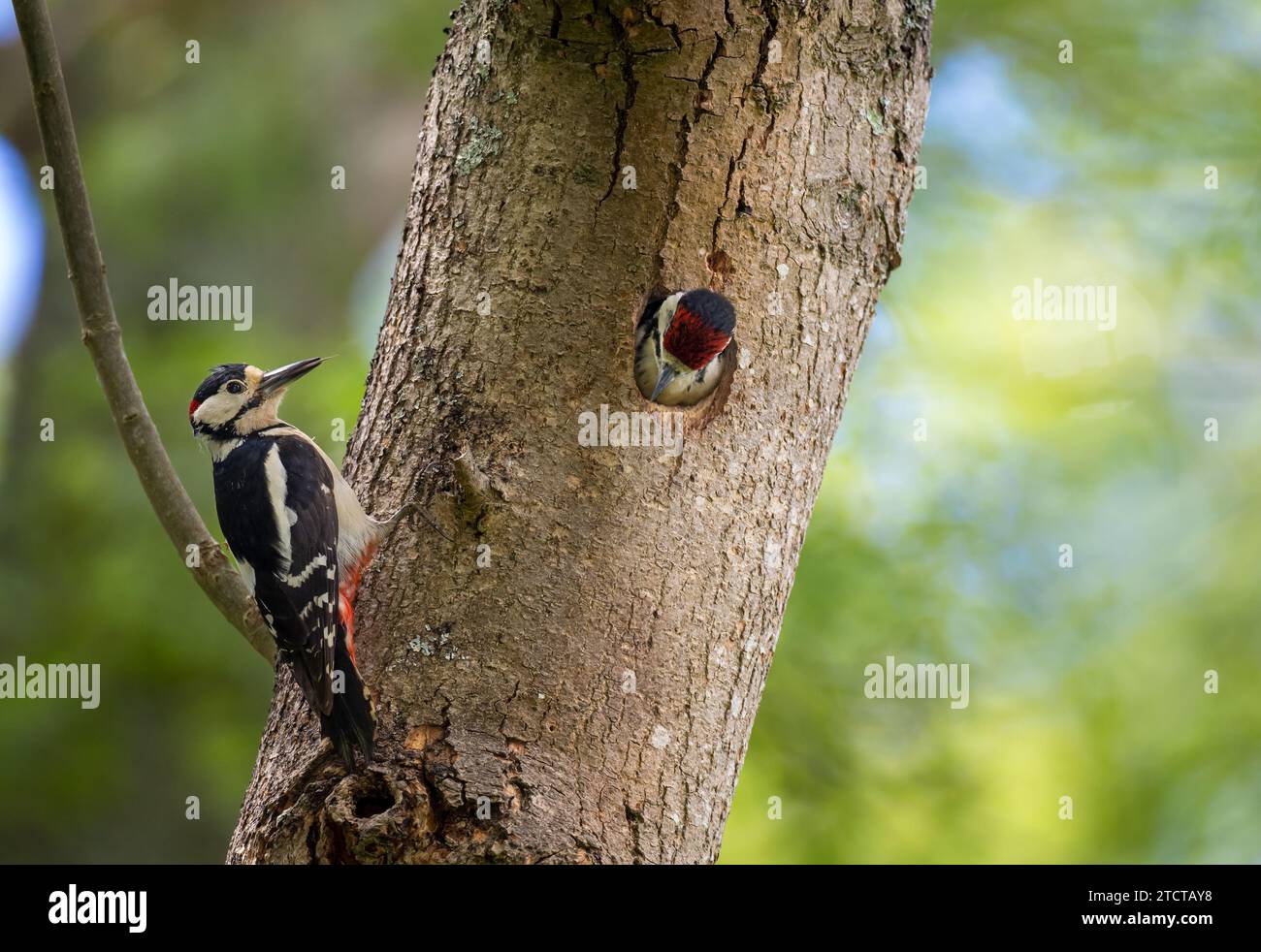 Großspecht, der Jungtiere füttert, Großbritannien Stockfoto