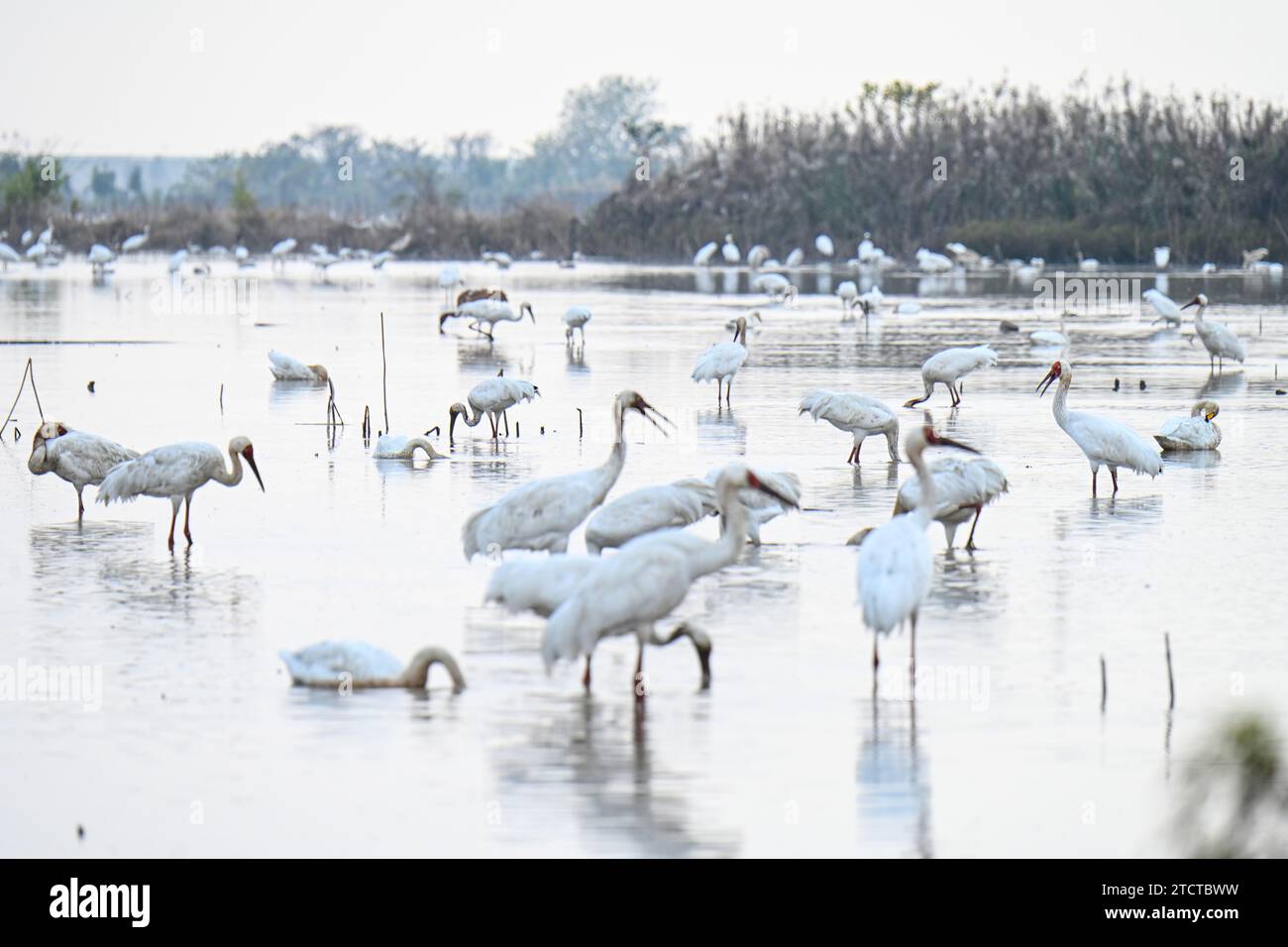 NANCHANG, CHINA - 13. DEZEMBER 2023 - Sibirische Weiße Krane fressen im fünf-Sterne-Reservat Nanchang am Ufer des Poyang Lake in Nanchang, J Stockfoto