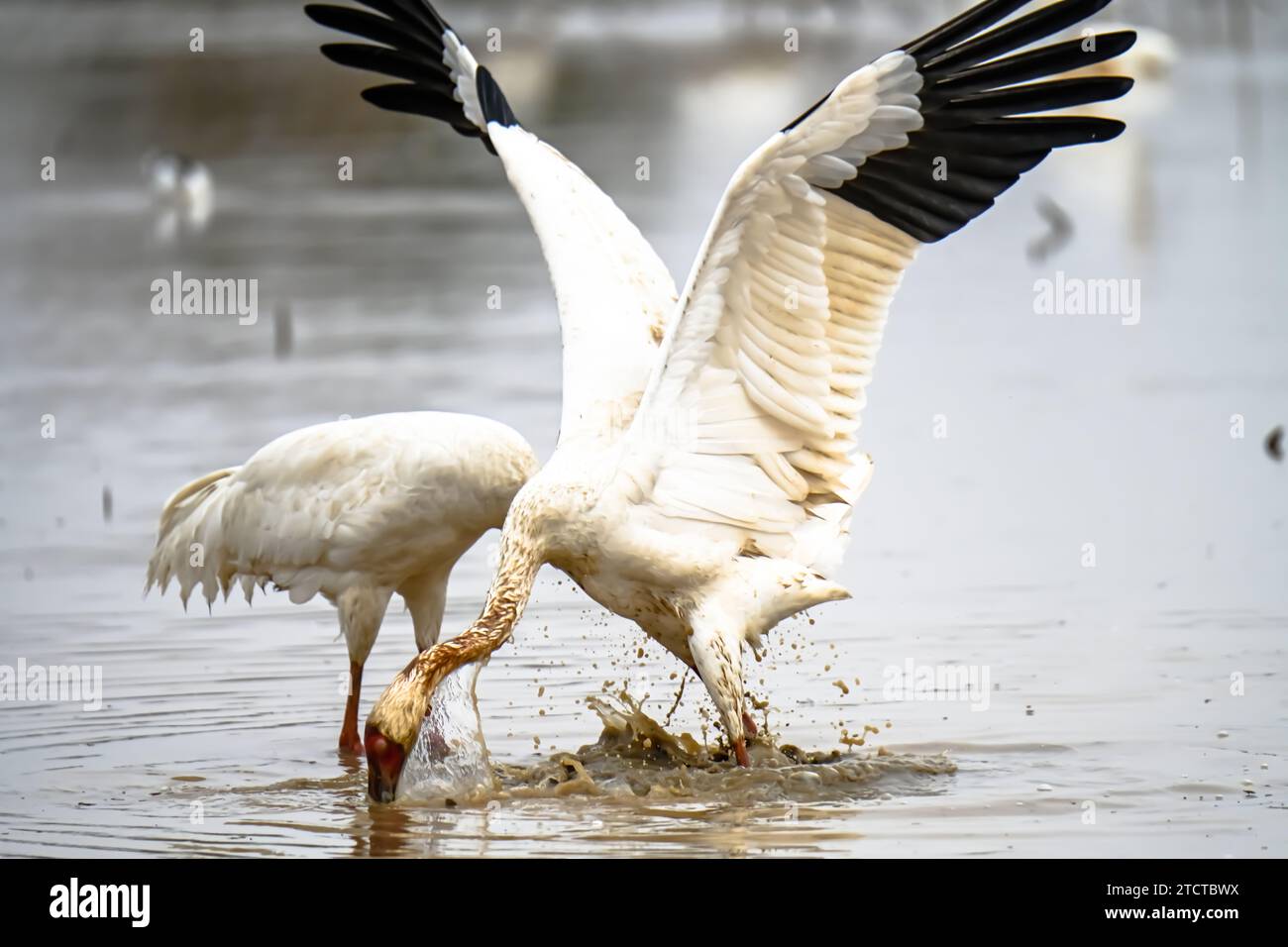 NANCHANG, CHINA - 13. DEZEMBER 2023 - Sibirische Weiße Krane fressen im fünf-Sterne-Reservat Nanchang am Ufer des Poyang Lake in Nanchang, J Stockfoto