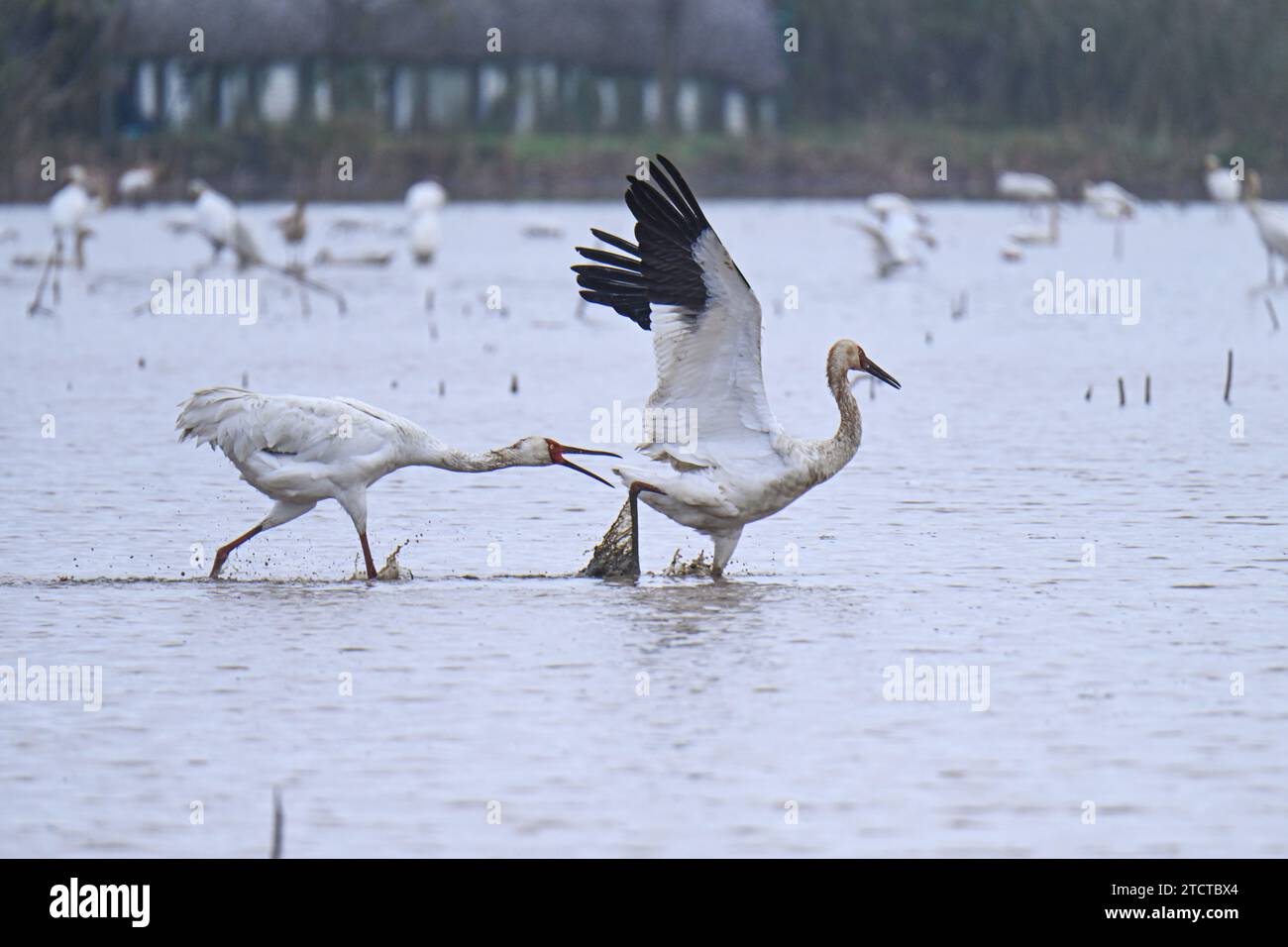 NANCHANG, CHINA - 13. DEZEMBER 2023 - Sibirische Weiße Krane fressen im fünf-Sterne-Reservat Nanchang am Ufer des Poyang Lake in Nanchang, J Stockfoto