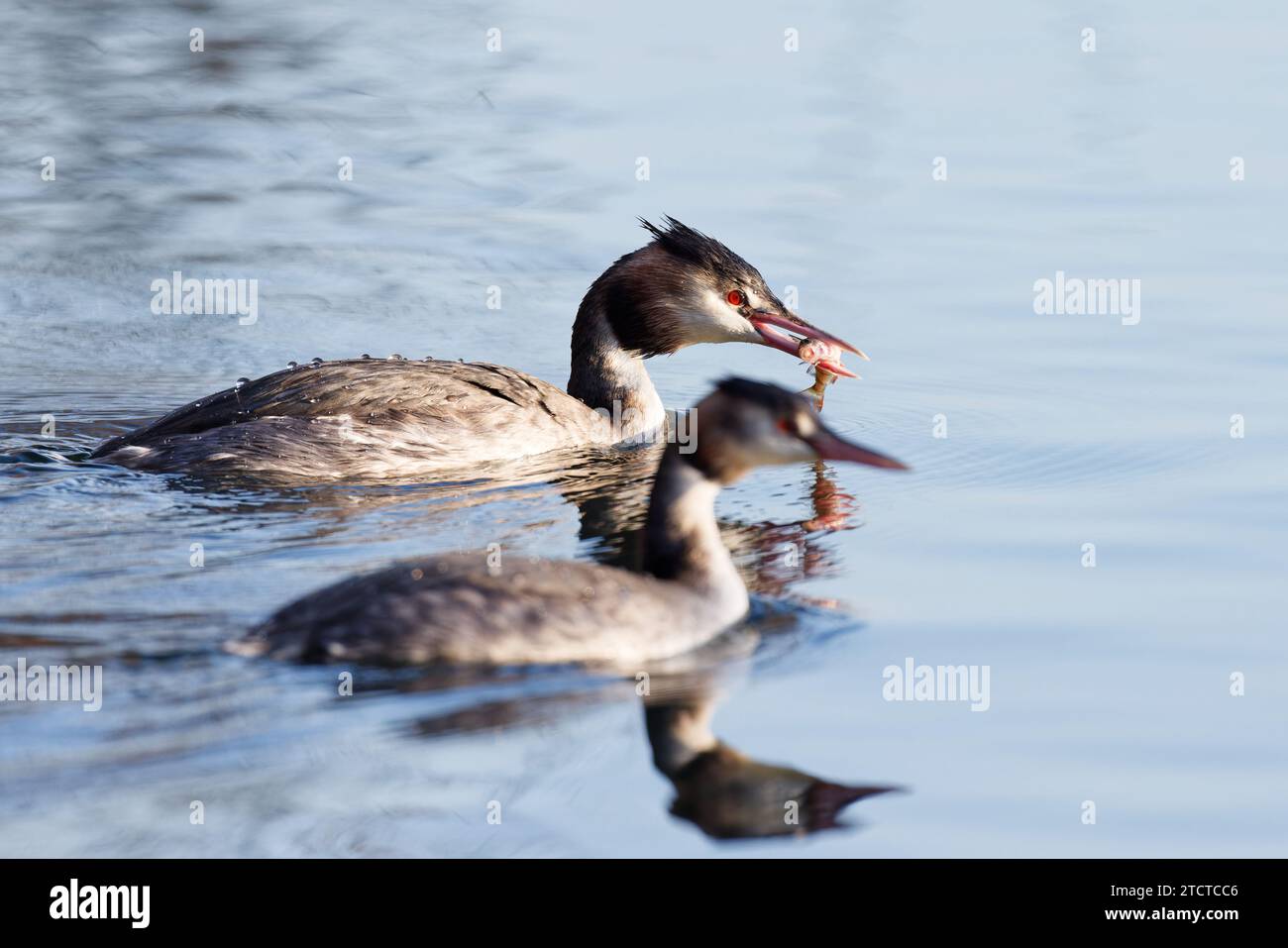 Große Crested Grebes mit Fisch, Großbritannien Stockfoto