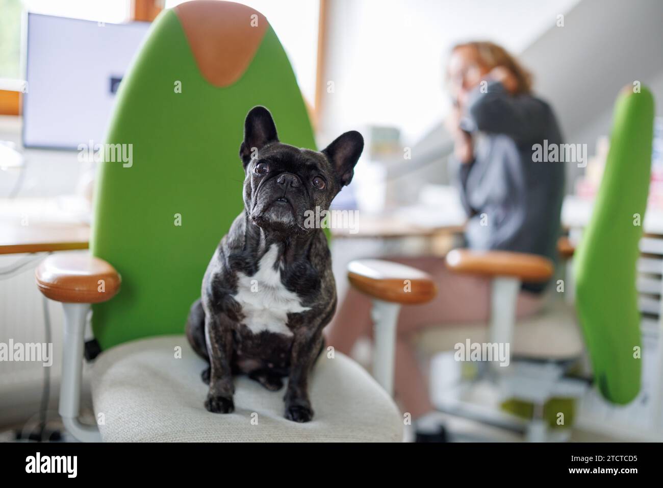 23. November 2023, Núremberg: Die französische Bulldogge Klärchen in einem Stuhl neben einer Mitarbeiterin im Büro der Werbeagentur media4nature in Nürnberg. Foto: Daniel Karmann/dpa Stockfoto