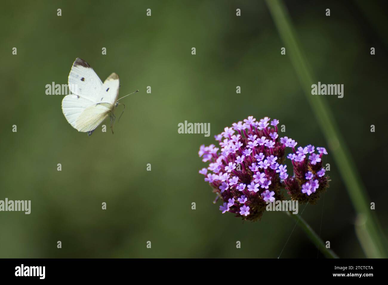 Ein Weißkohl-Schmetterling, der auf eine violette Eisenkraut-Pflanze in einem britischen Garten zufliegt Stockfoto Ein Weißkohl-Schmetterling, der auf eine violette Eisenkraut-Pflanze in einem britischen Garten zufliegt Stockfoto