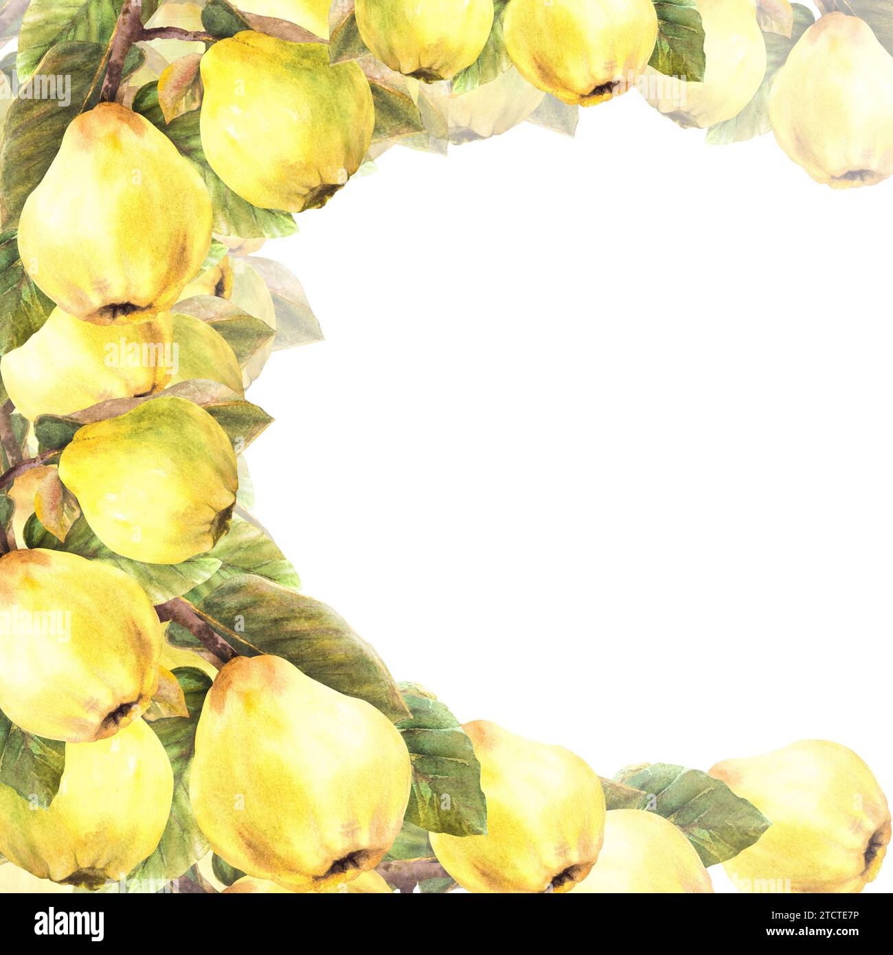 Handgemalte Aquarellvorlage. Zweige mit gelb reifer, saftiger Quitte, ganze Früchte und Blätter. Clipart-Illustration für Banner, Rahmen, Karte Stockfoto