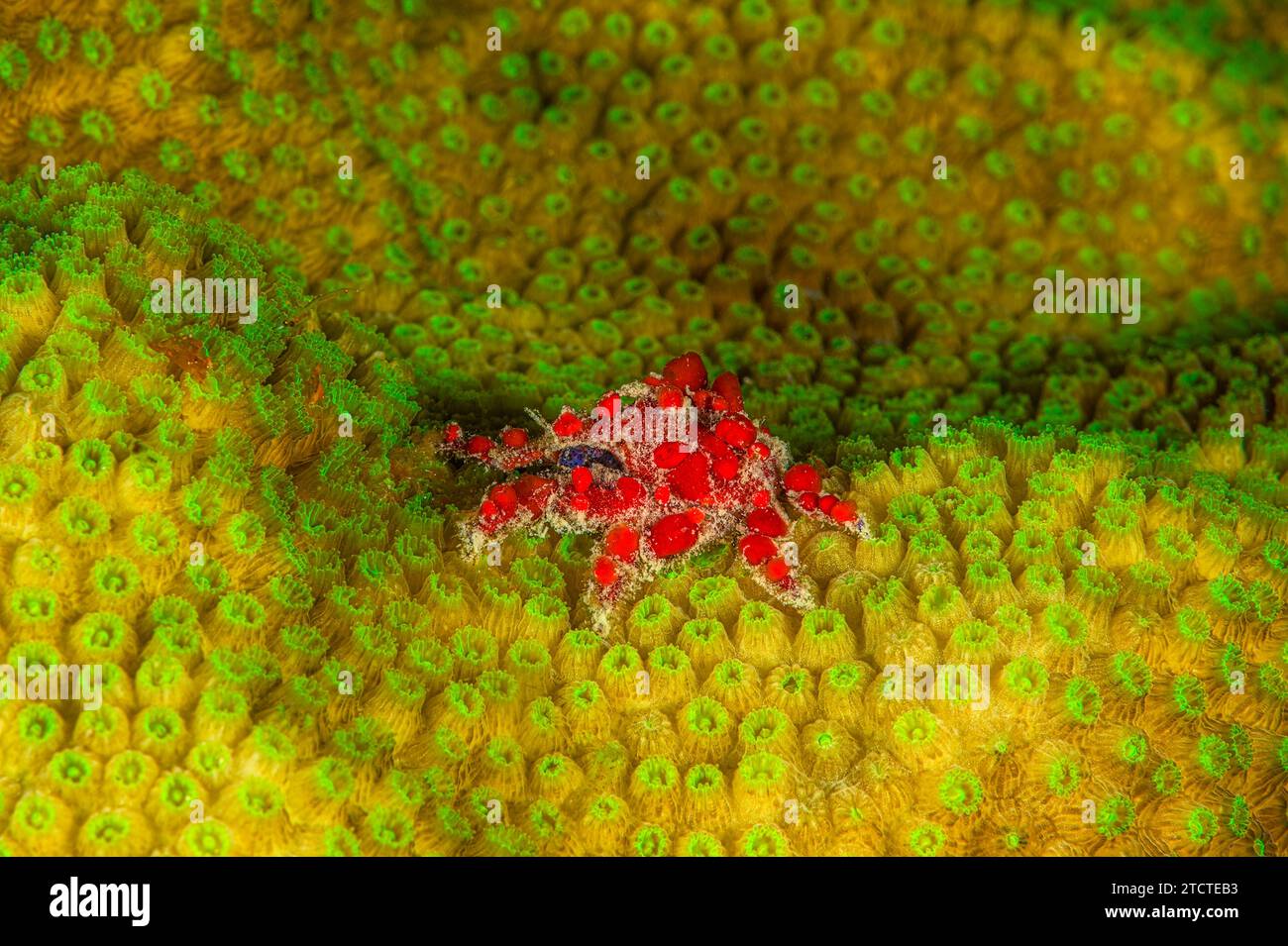 Kryptische Tropfenkrabbe (Pelia mutica) auf Korallen, Bonaire, Karibik Stockfoto