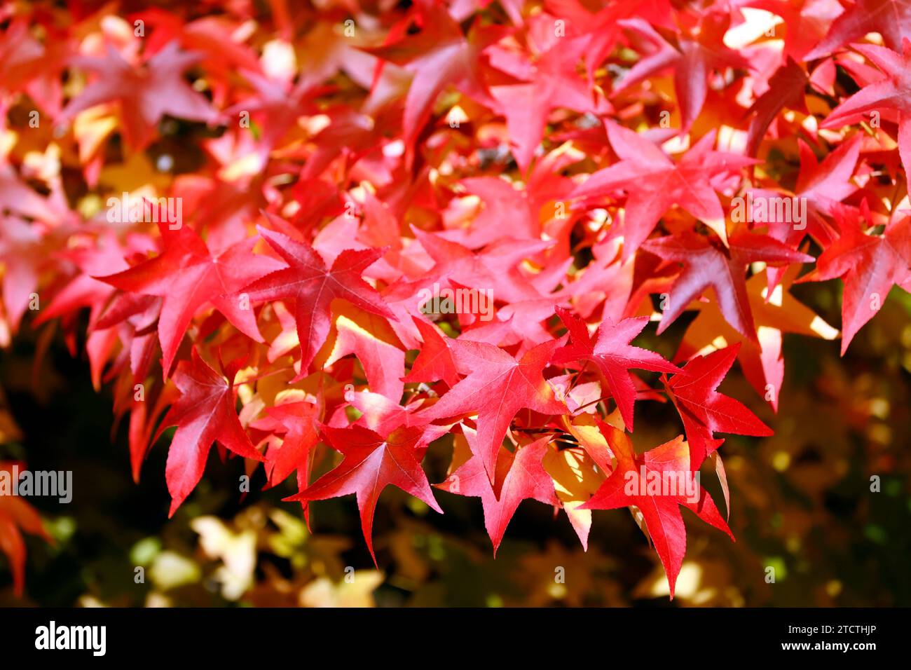 Die letzten Herbsttage. Ahornbaum in privatem Garten. Rote Blätter. Stockfoto