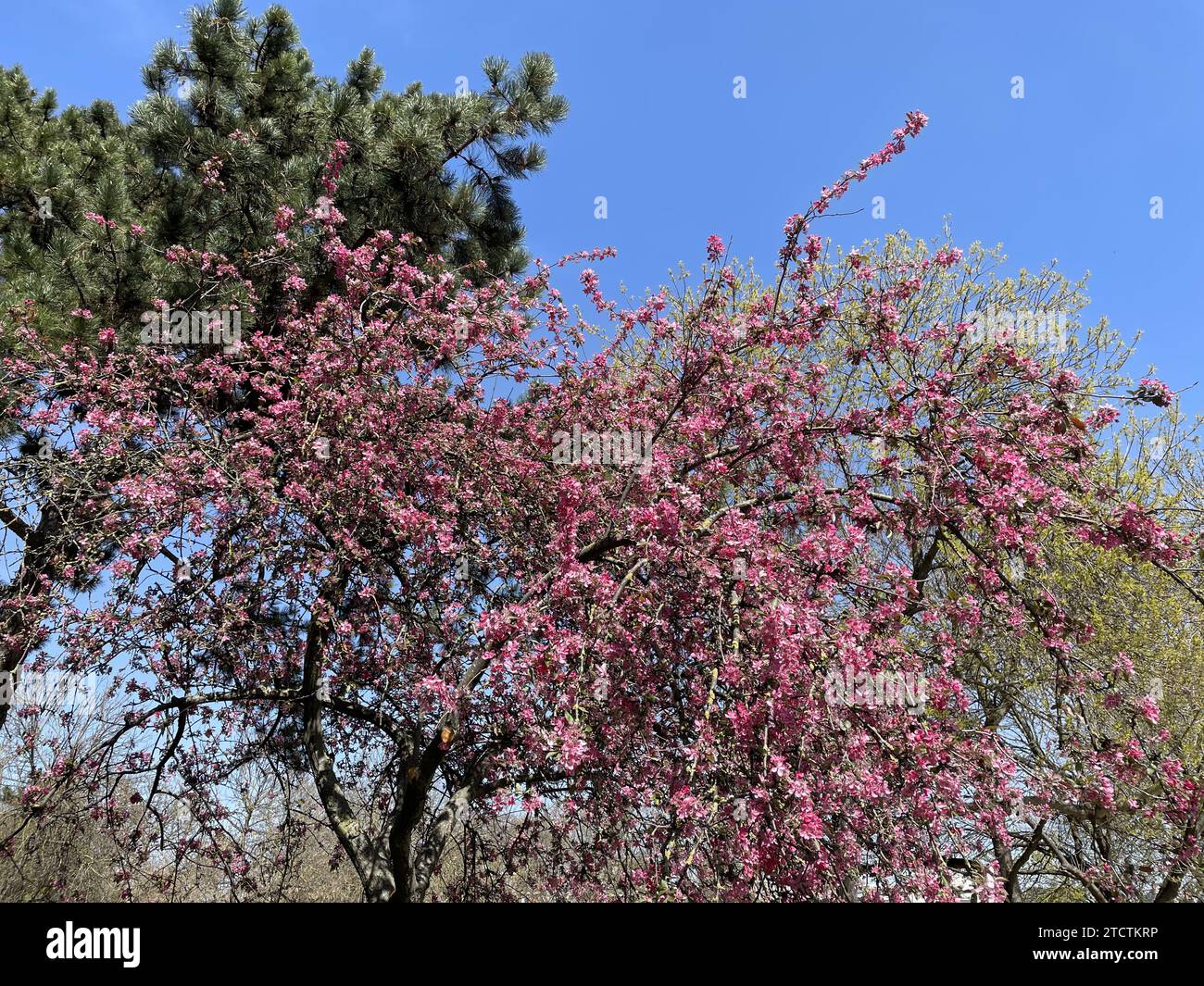 Frühlingsblüten in Paris, Frankreich Stockfoto