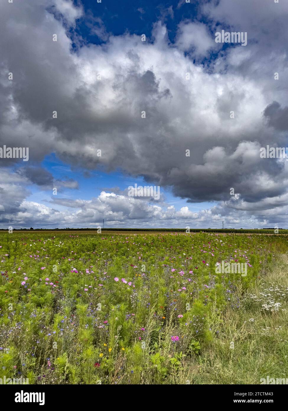 Blumenfeld und bewölkter Himmel in Anjou, Eure, Frankreich Stockfoto