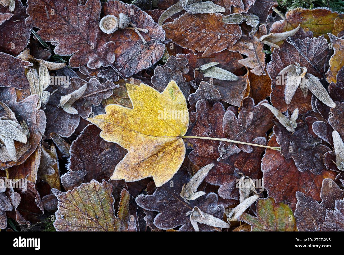 Waldblätter bei Winterfrost Stockfoto