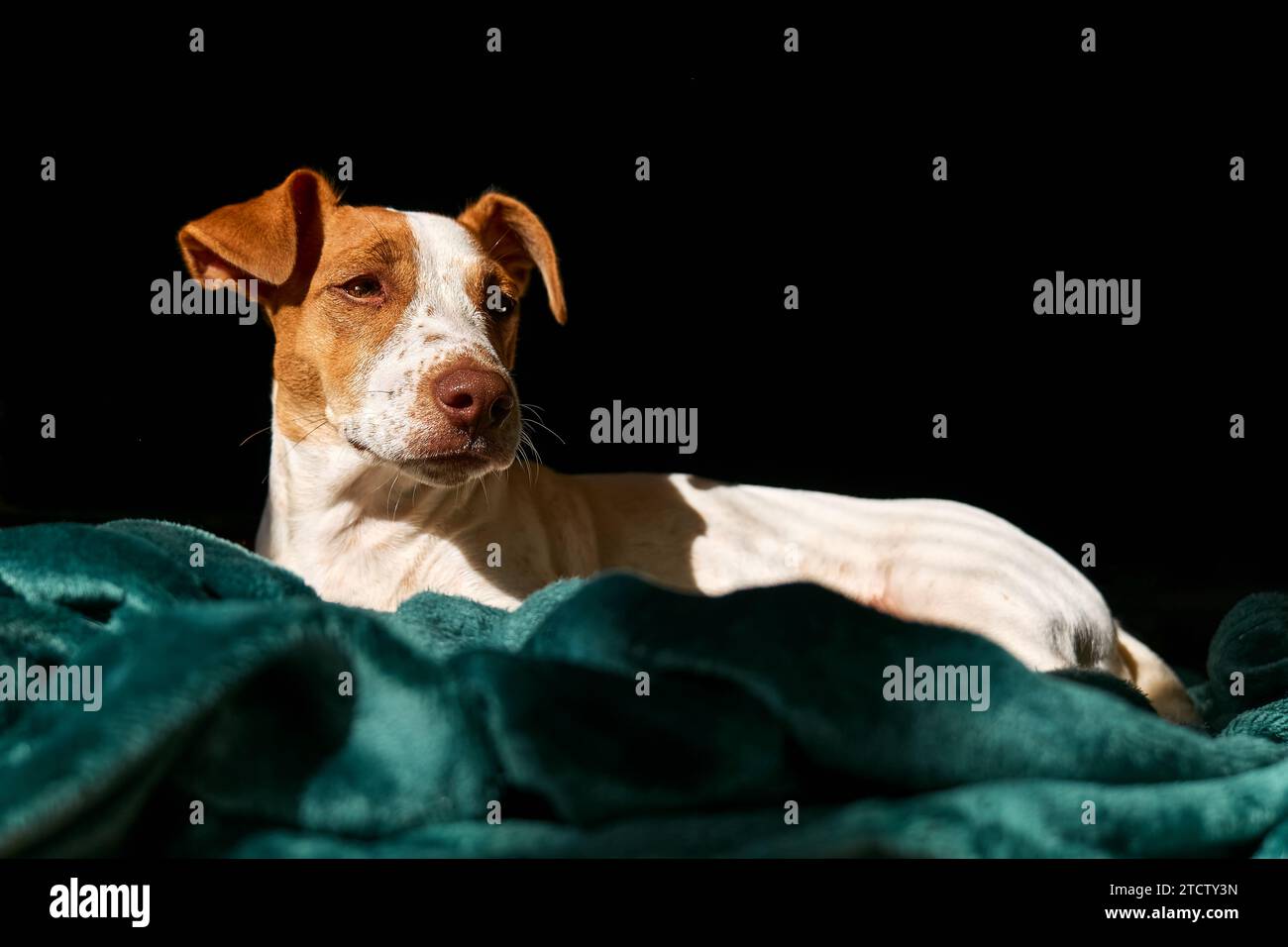 Porträt des jungen Hundejacks russell Terrier, der wegblickt und sich am sonnigen Frühlingstag auf türkisfarbenem Karo ruht. Stockfoto