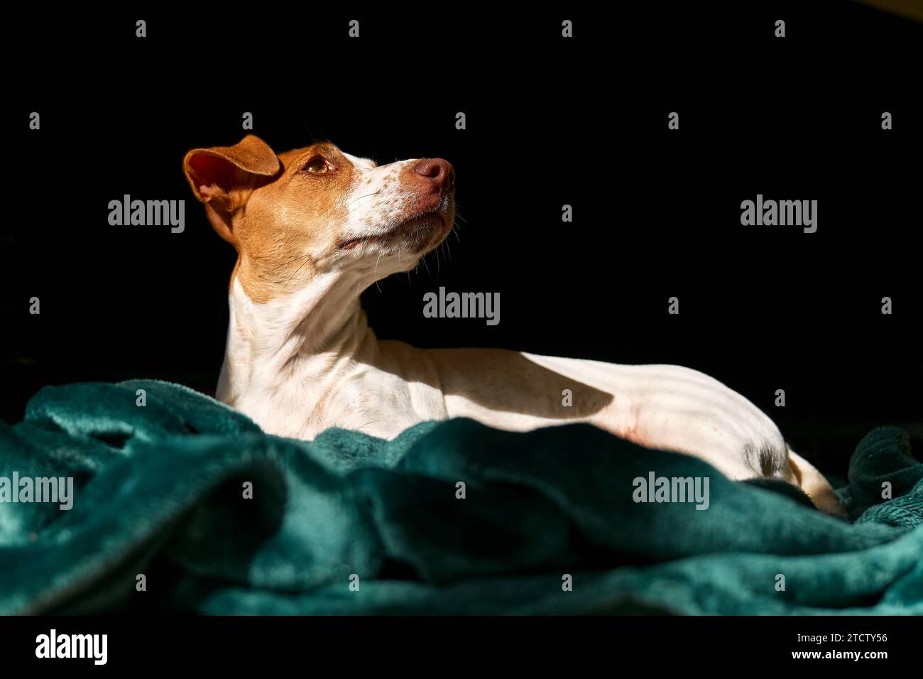 Porträt des jungen Hundejacks russell Terrier, der am sonnigen Frühlingstag auf türkisfarbenem Karo blickt. Stockfoto