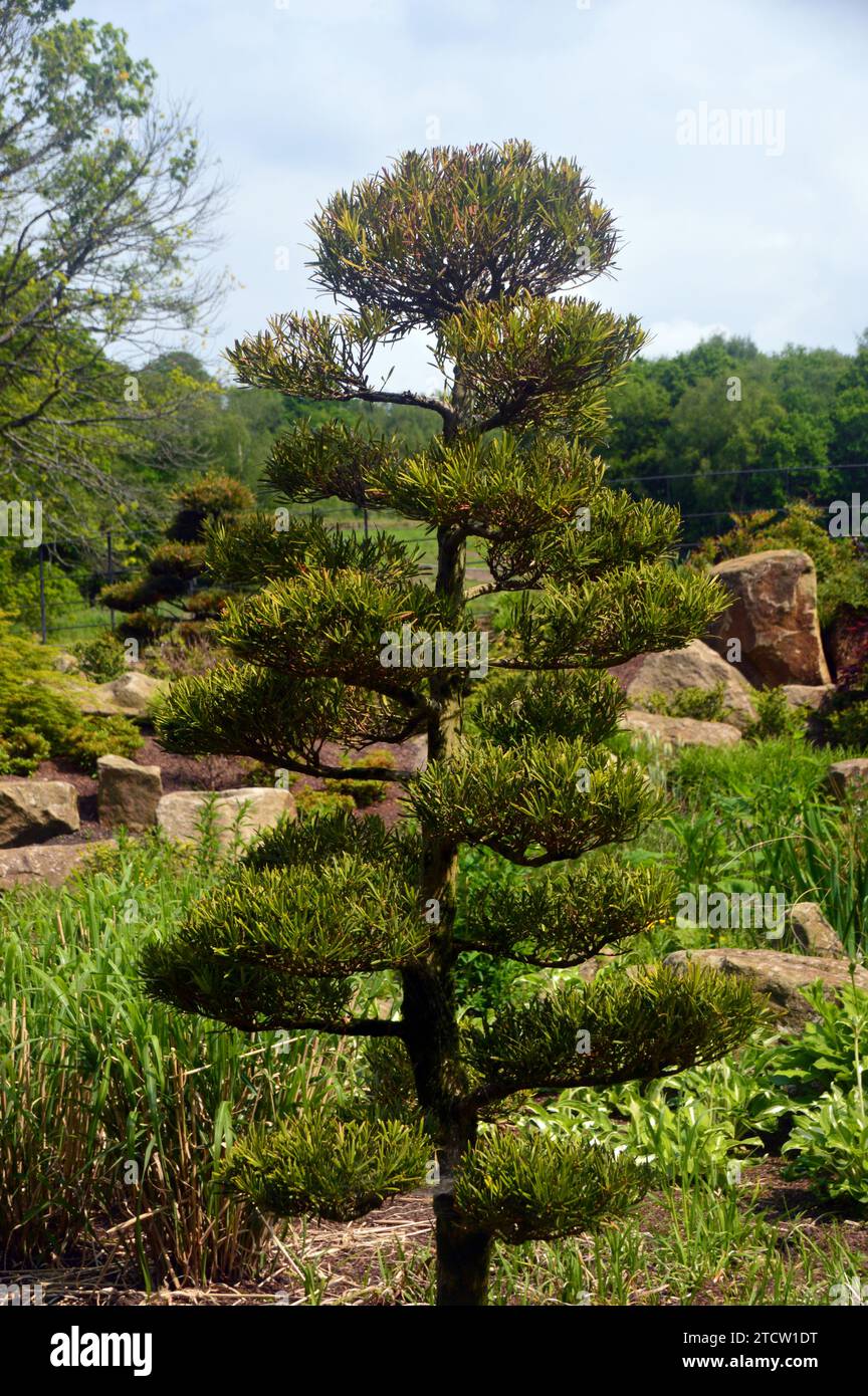 kirschlorbeer senker Kirschlorbeer 'Rotundifolia' kaufen | Prunus laurocerasus 'Rotundifolia'