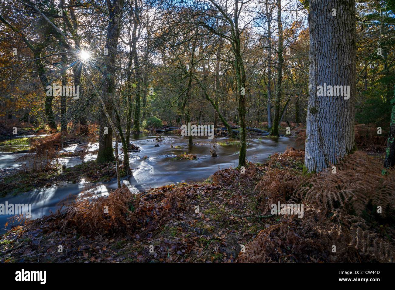 Blackwater Stream im New Forest nach starkem Regen, Brockenhurst, Hampshire, Großbritannien Stockfoto