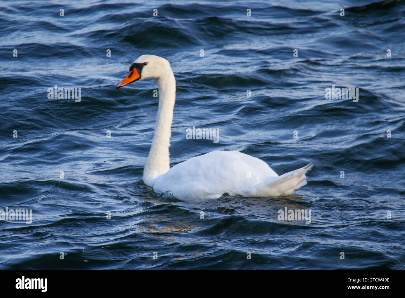 Mute Swan (Cygnus olor) schwimmt im ostsee in finnland an einem ruhigen und sonnigen Tag im Sommer. Ich habe dieses Porträtfoto dieses stummen Schwans aufgenommen Stockfoto