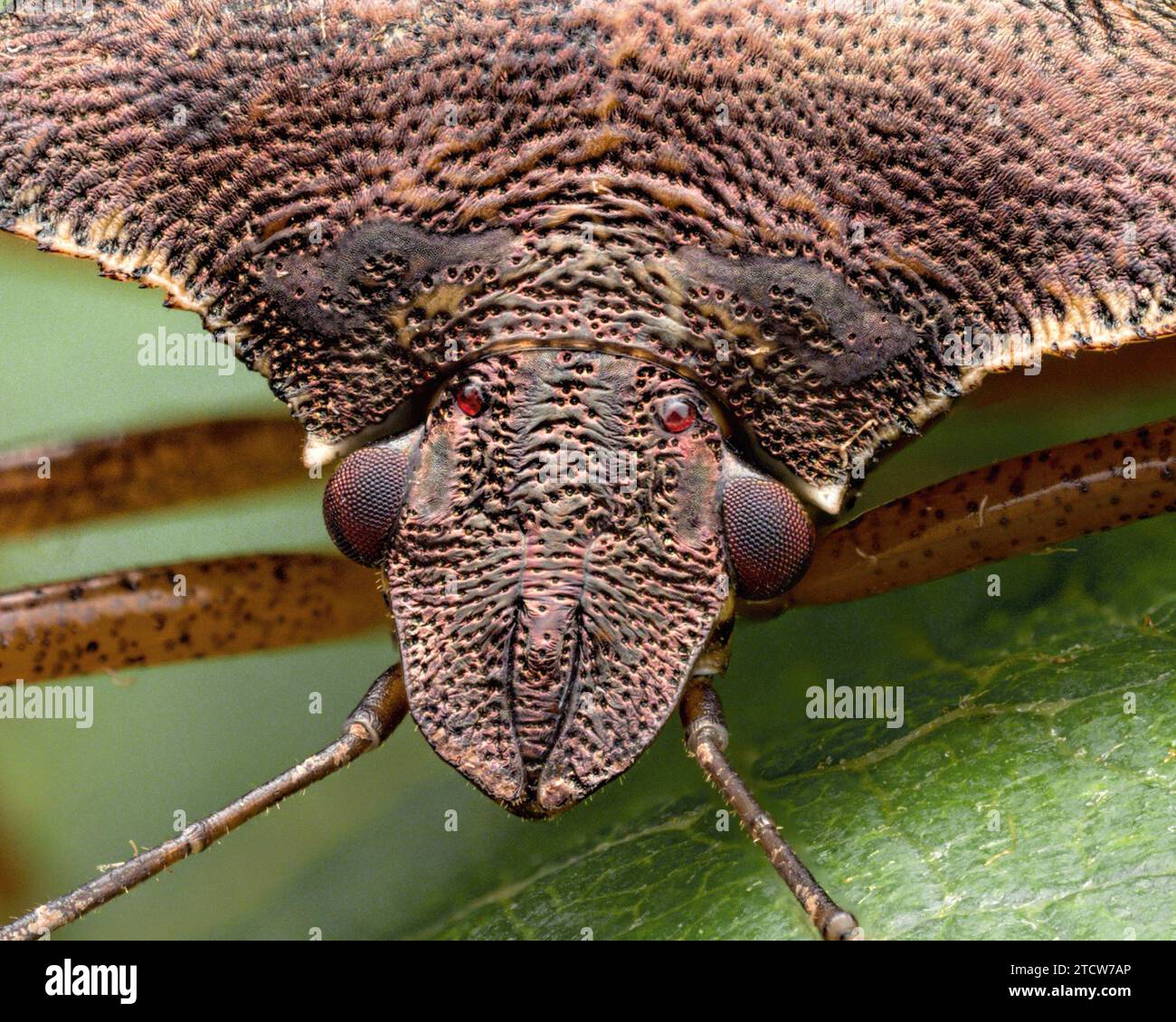 Frontalansicht eines Waldschildbugs (Pentatoma rufipes). Tipperary, Irland Stockfoto