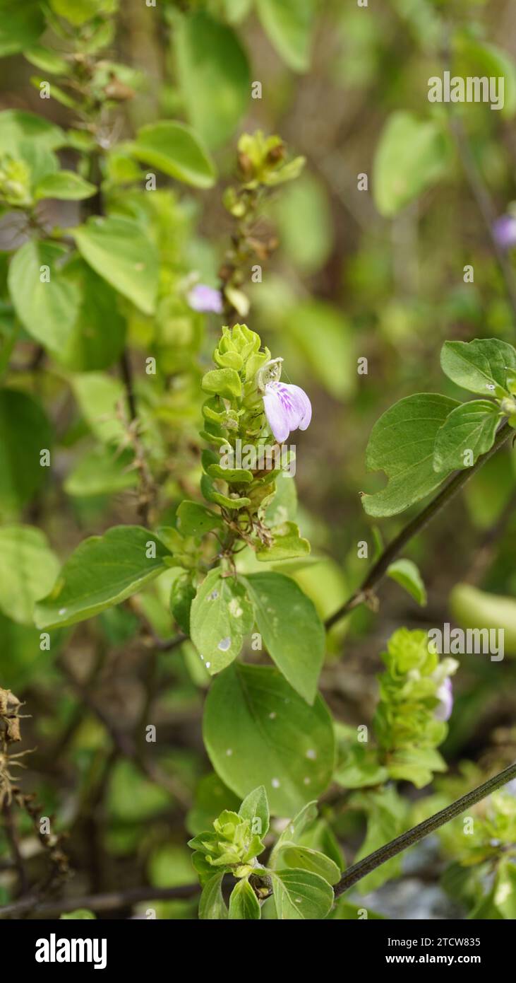 Nahaufnahme der Blume von Justicia glauca botanischer Name Justicia glauca Familie Acanthaceae oder Acanthus. Auf dem Weg zum kodaikanal entdeckt. Stockfoto