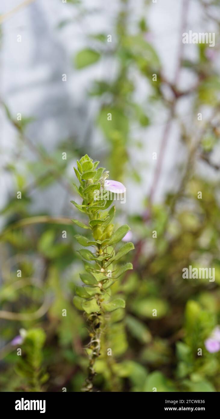 Nahaufnahme der Blume von Justicia glauca botanischer Name Justicia glauca Familie Acanthaceae oder Acanthus. Auf dem Weg zum kodaikanal entdeckt. Stockfoto