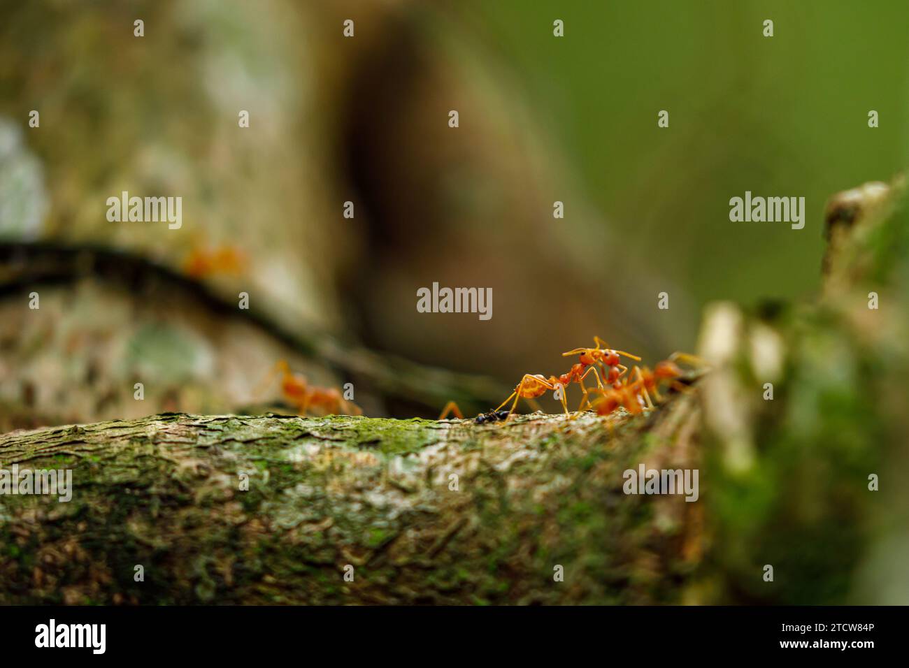 Ameisen im Dschungel von Tam Coc in Vietnam Stockfoto