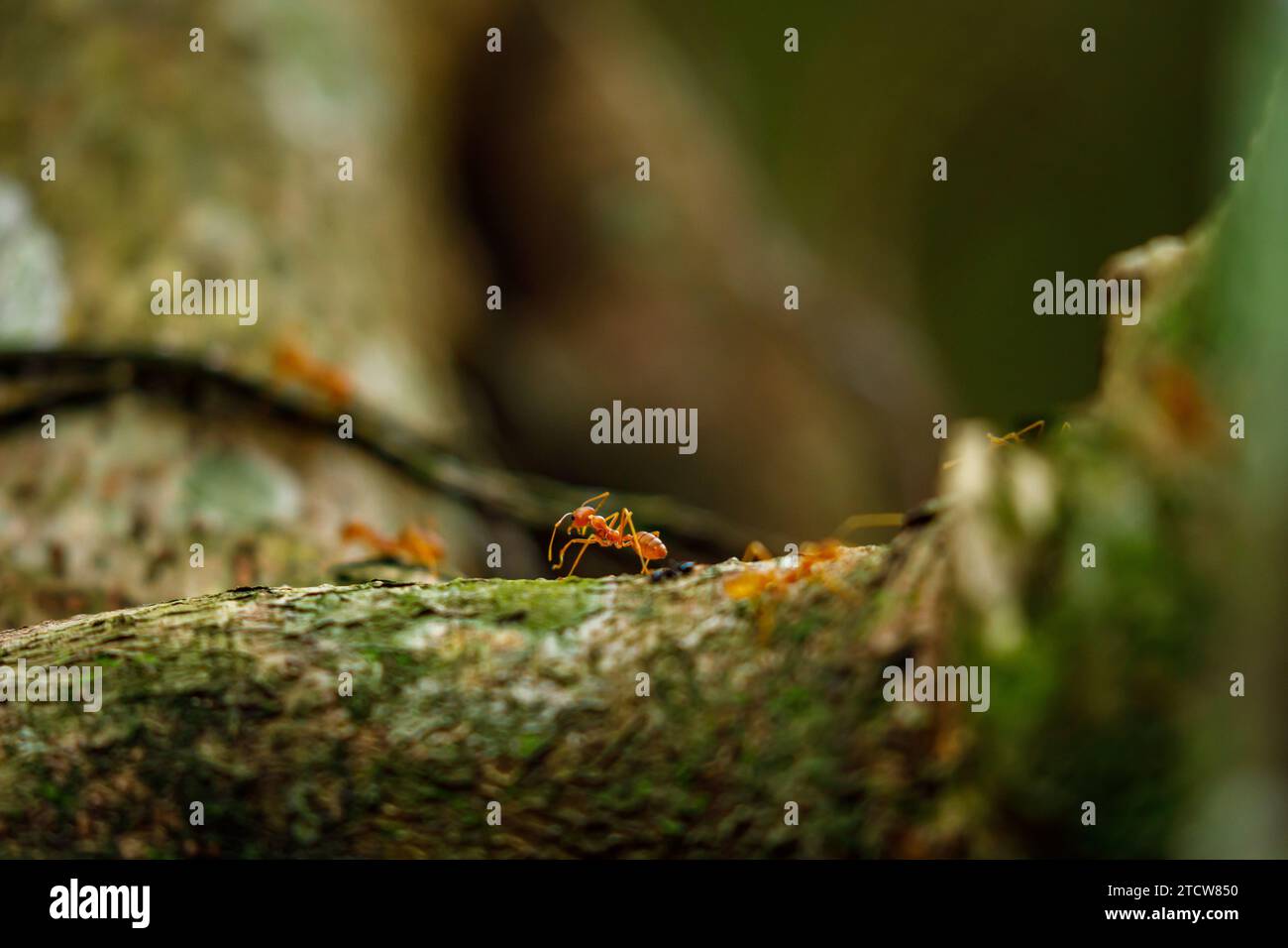 Ameisen im Dschungel von Tam Coc in Vietnam Stockfoto